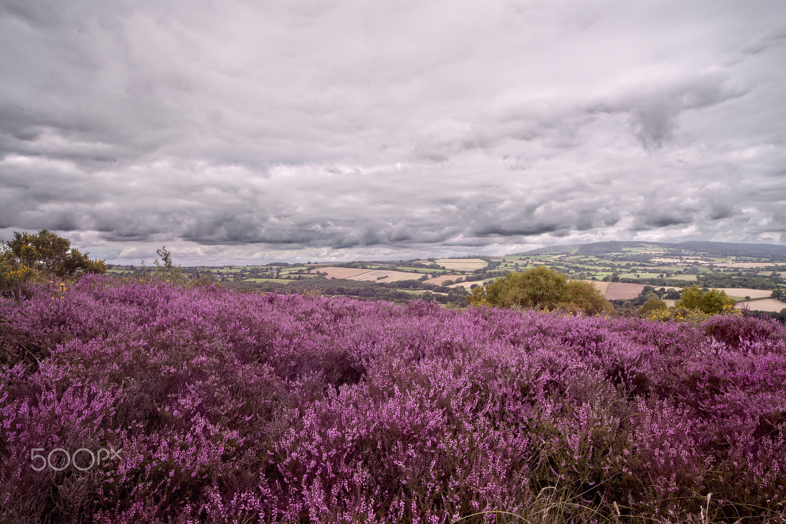 Nikon D600 sample photo. Shropshires heather photography
