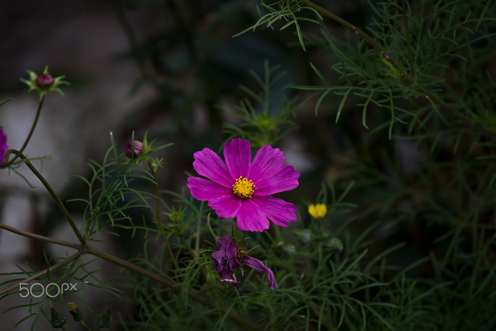 Canon EF-S 55-250mm F4-5.6 IS sample photo. Colors of nature photography