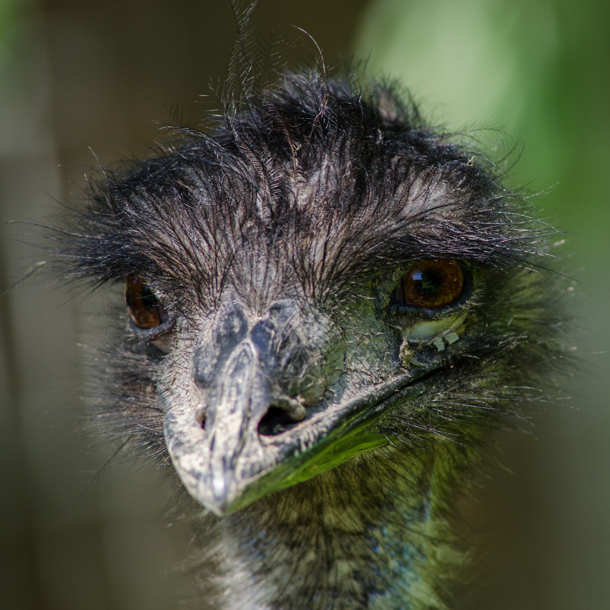 AF Nikkor 300mm f/4 IF-ED sample photo. Emu photography