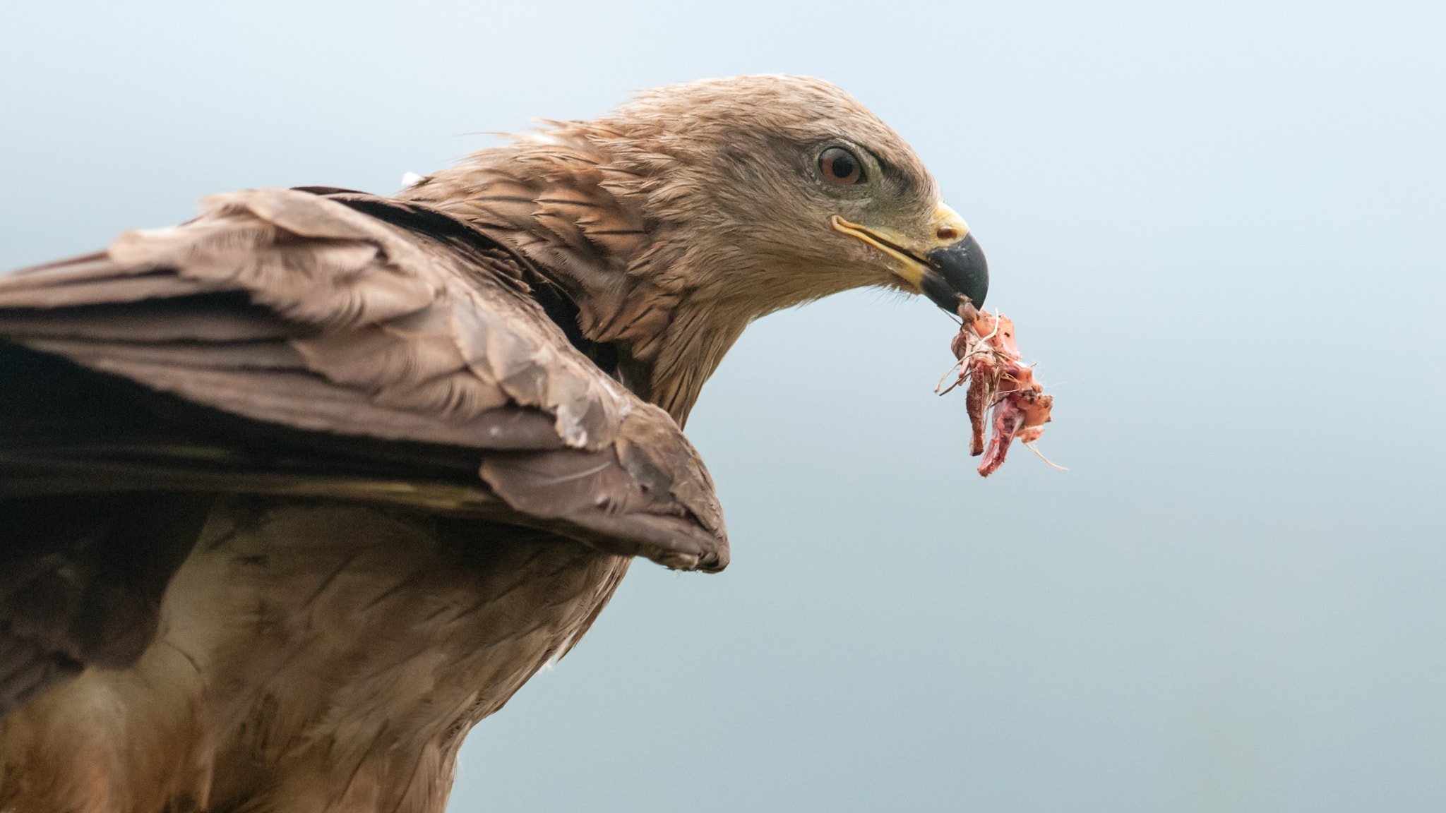 Nikon D300 + Nikon AF-S Nikkor 300mm F2.8G ED-IF VR sample photo. Black kite photography