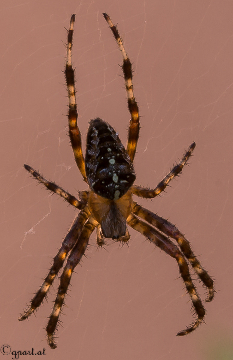 Sony a99 II + 90mm F2.8 Macro SSM sample photo. Spinne photography