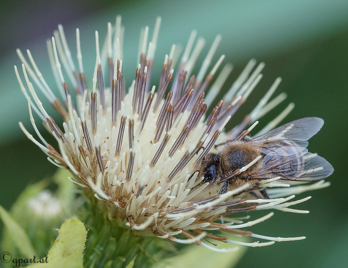 90mm F2.8 Macro SSM sample photo. Biene auf blume photography