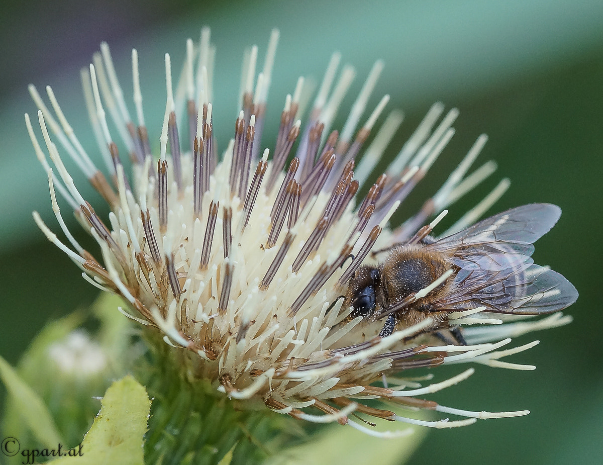 Sony a99 II sample photo. Biene auf blume photography