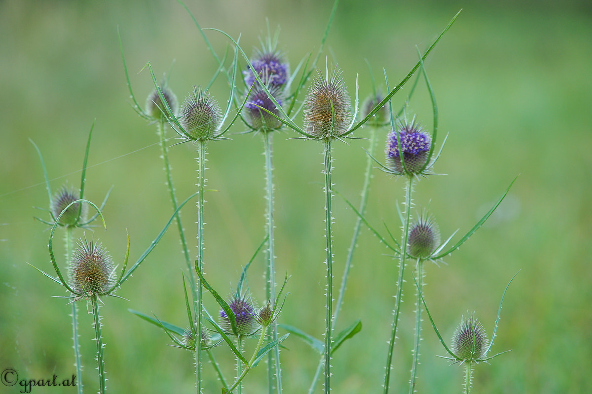 Sony a99 II + Minolta/Sony AF 70-200mm F2.8 G sample photo. Distel photography