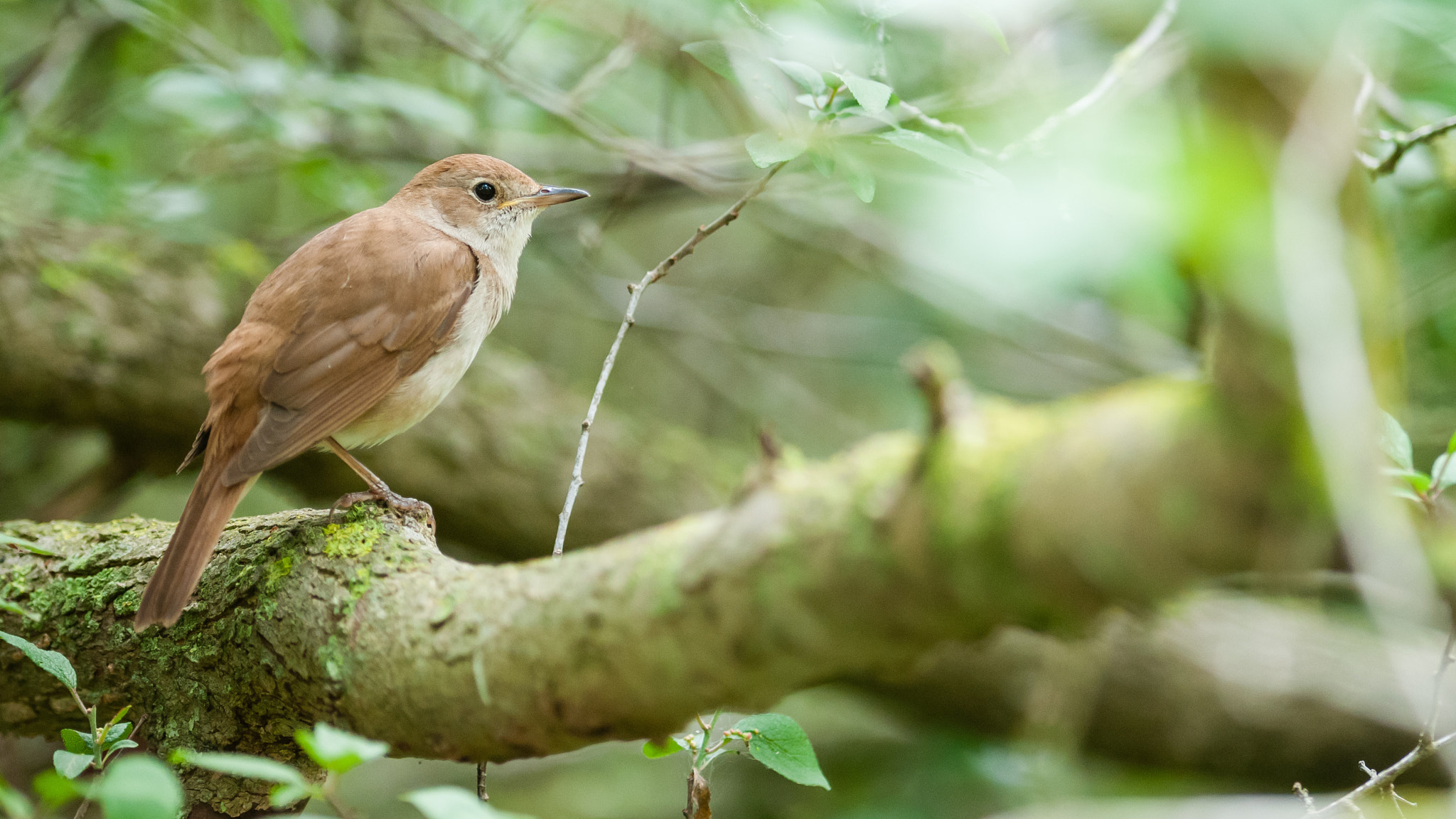 Nikon AF-S Nikkor 300mm F2.8G ED-IF VR sample photo. Nightingale photography