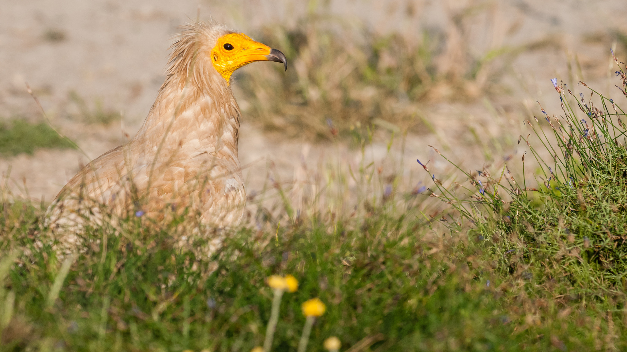 Nikon D300 + Nikon AF-S Nikkor 300mm F2.8G ED-IF VR sample photo.  egyptian vulture photography