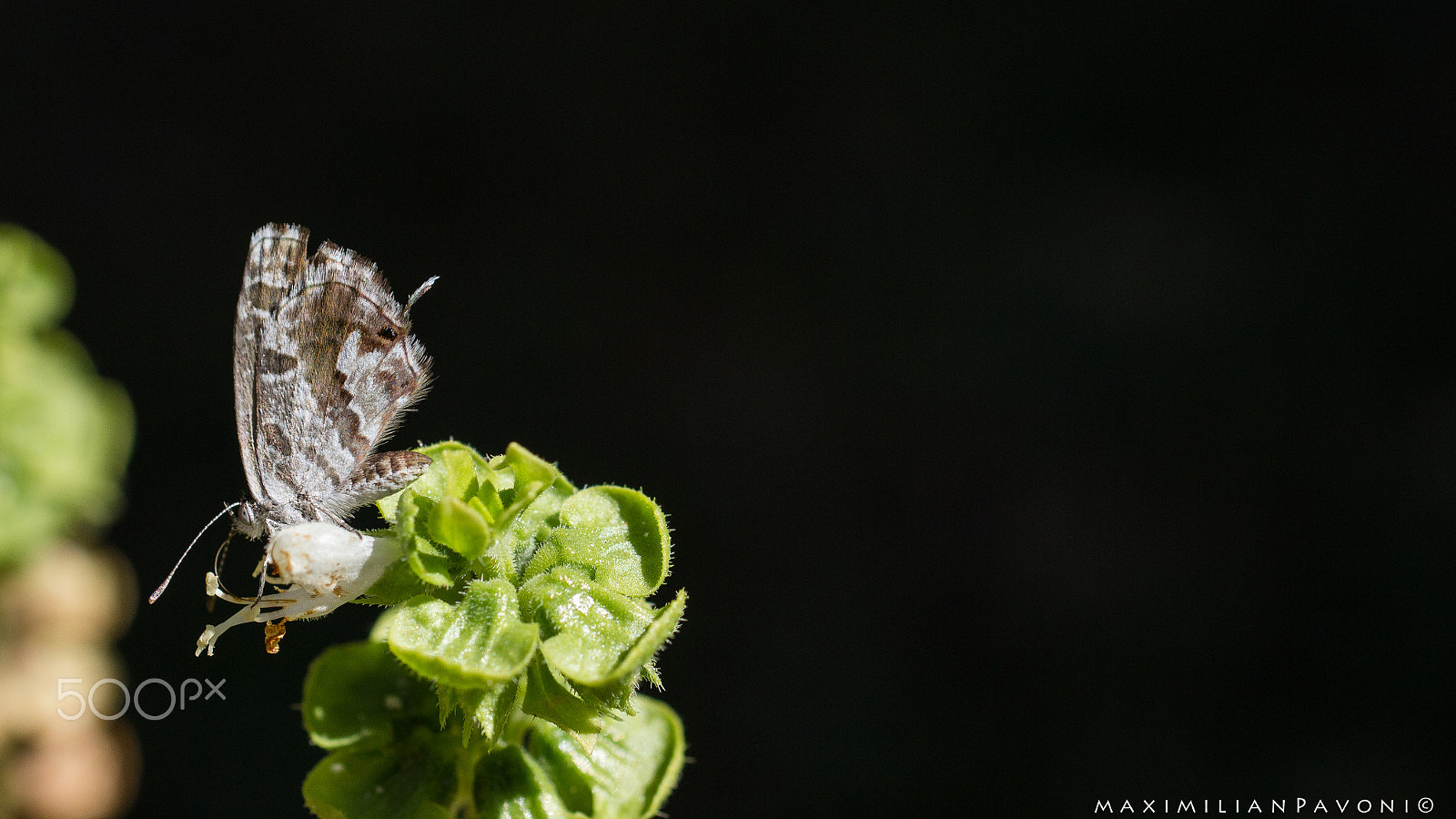 Canon EOS 600D (Rebel EOS T3i / EOS Kiss X5) + Sigma 50mm f/2.8 EX sample photo. Backyard moth. photography