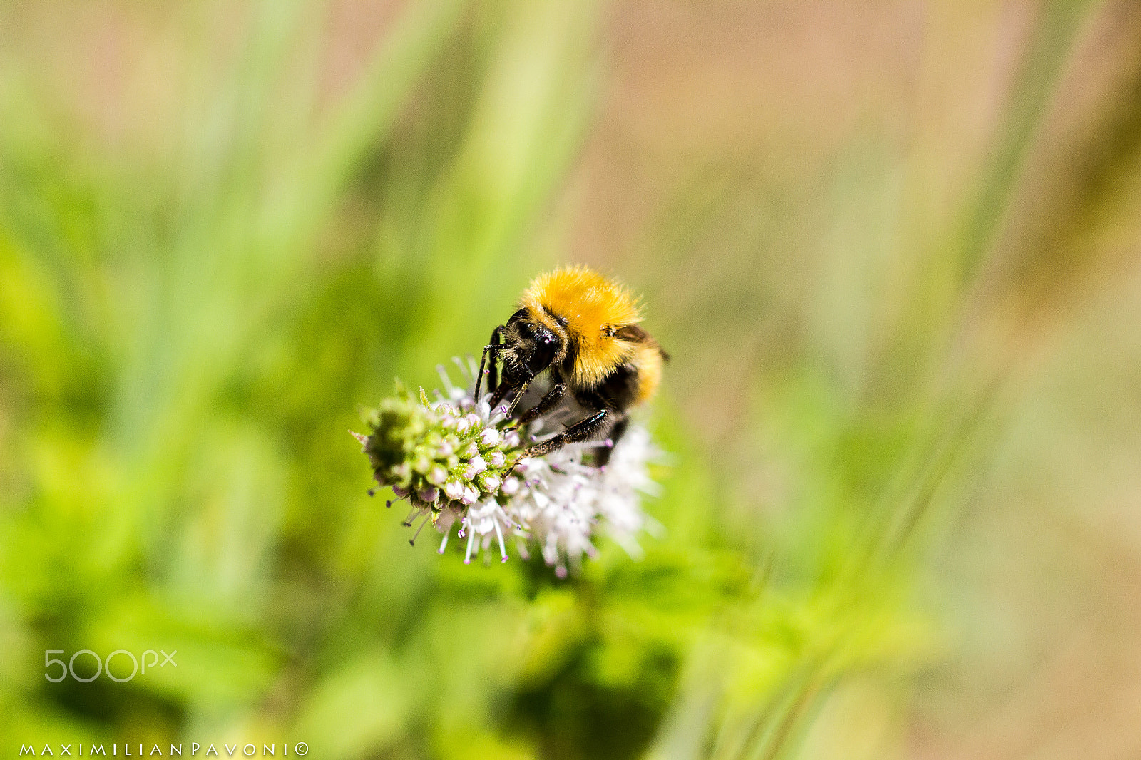 Sigma 50mm f/2.8 EX sample photo. Sweet nectar. photography