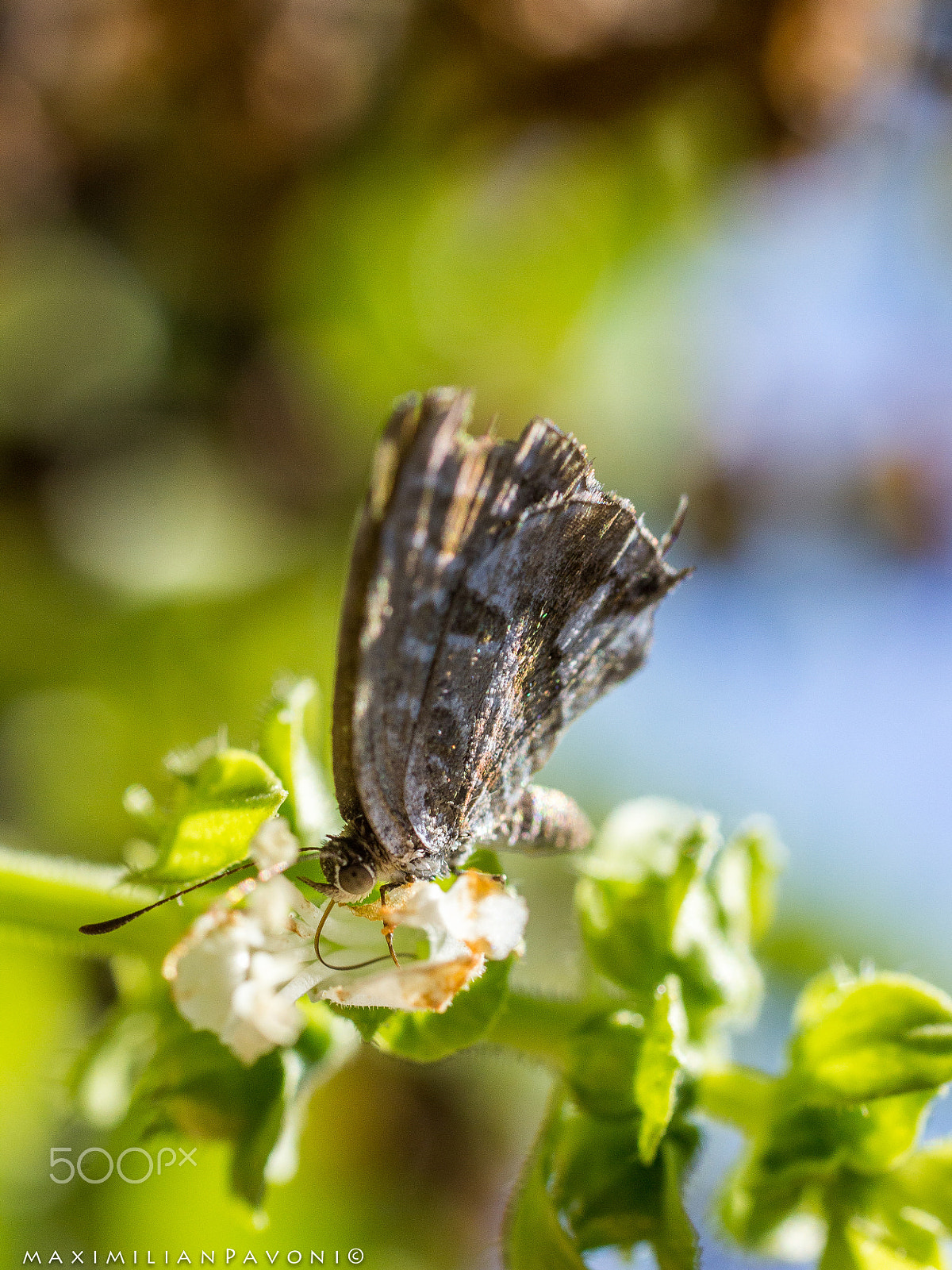 Sigma 50mm f/2.8 EX sample photo. Moth on flower. photography