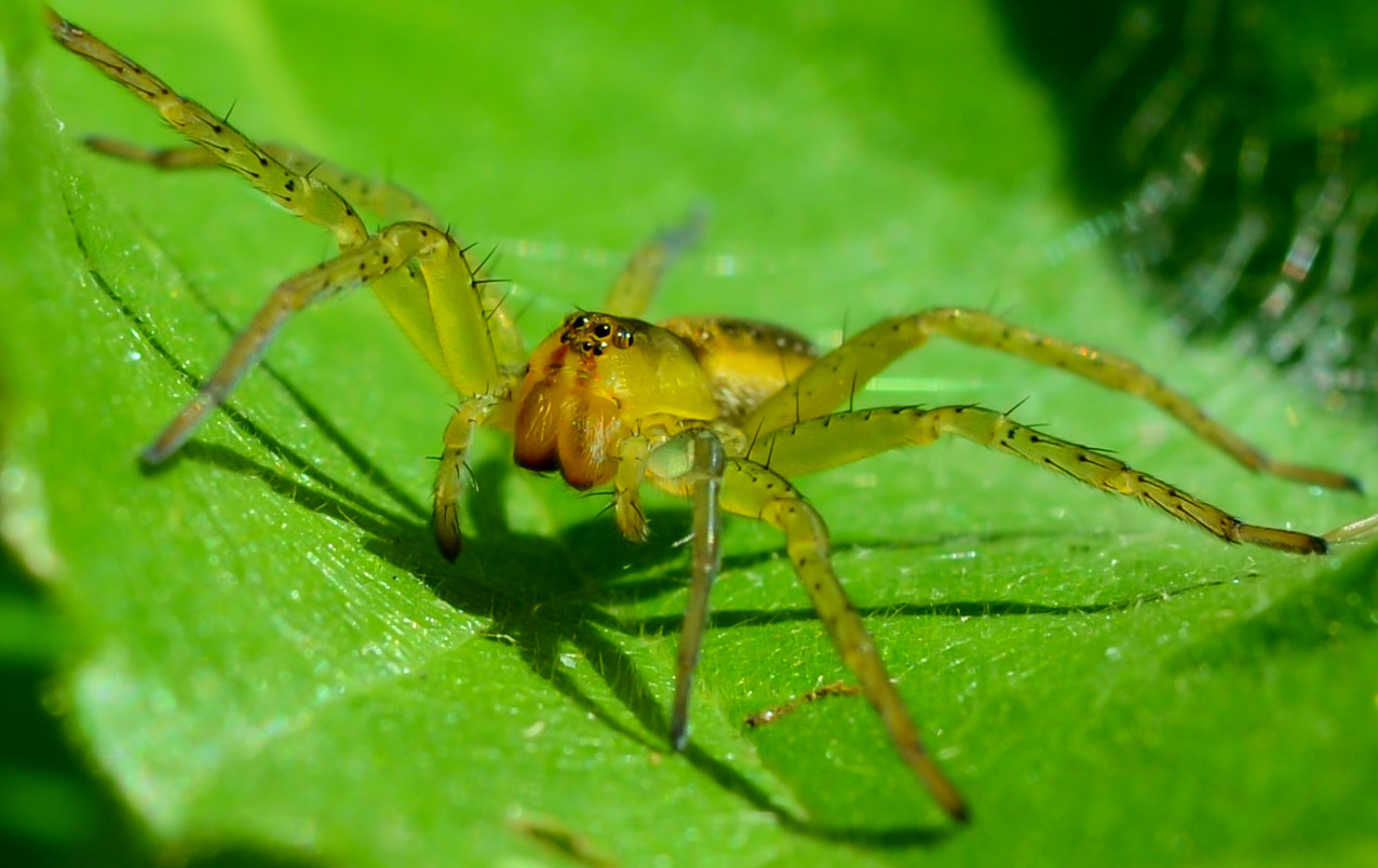 Sigma 24mm F2.8 Super Wide II Macro sample photo. Spider photography