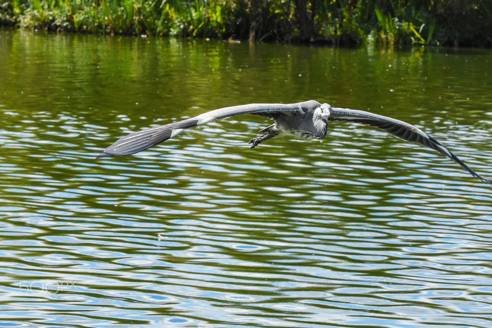 Nikon D7200 + Tamron SP 150-600mm F5-6.3 Di VC USD sample photo. Heron bird in flight (ardea cinerea) photography