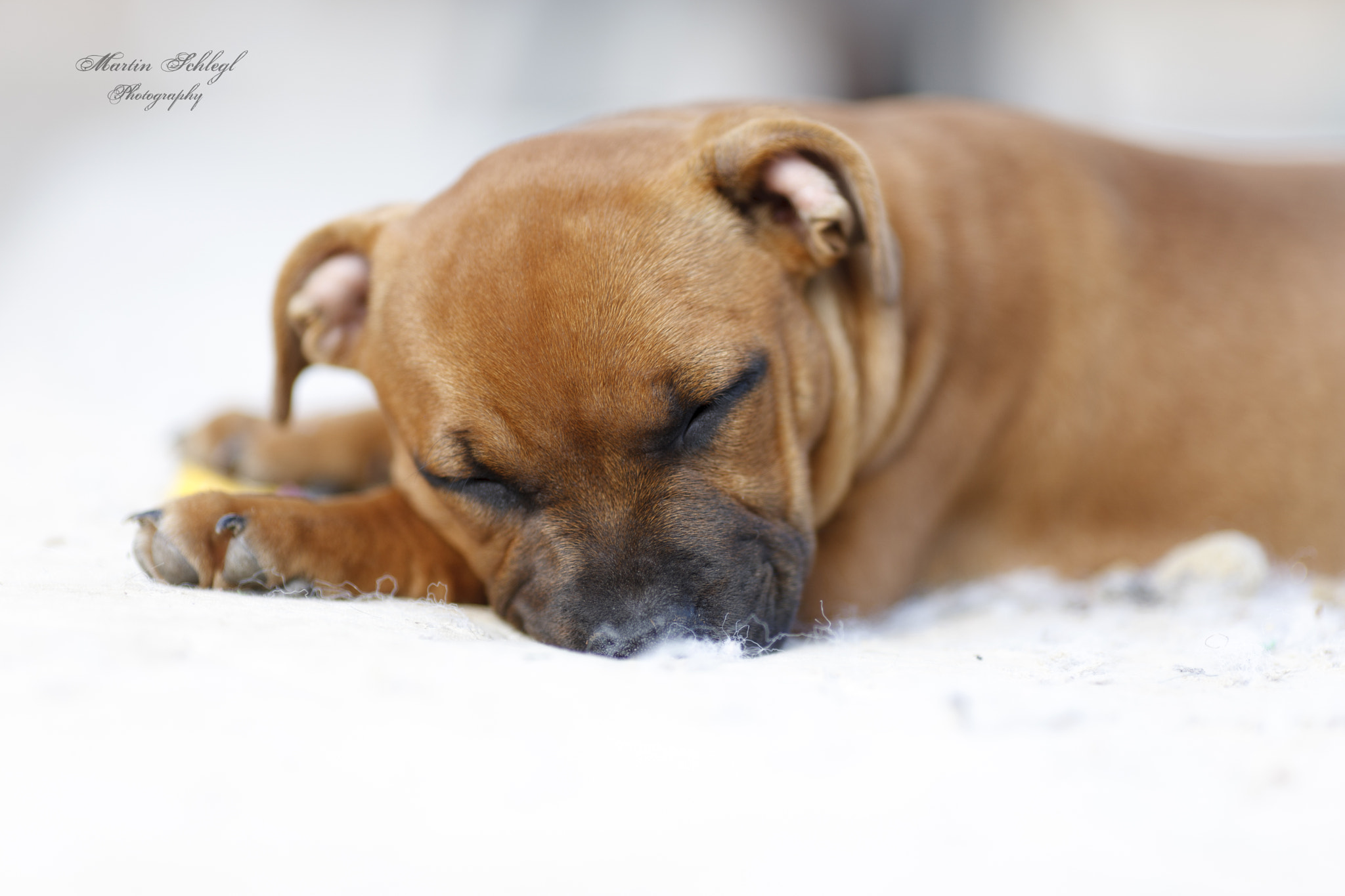 Canon EOS-1Ds Mark III + Canon EF 135mm F2L USM sample photo. Zwergi <3 photography