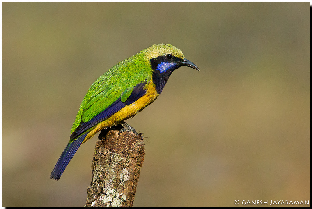 Canon EF 500mm F4L IS USM sample photo. Orange-bellied leafbird (chloropsis hardwickii) photography