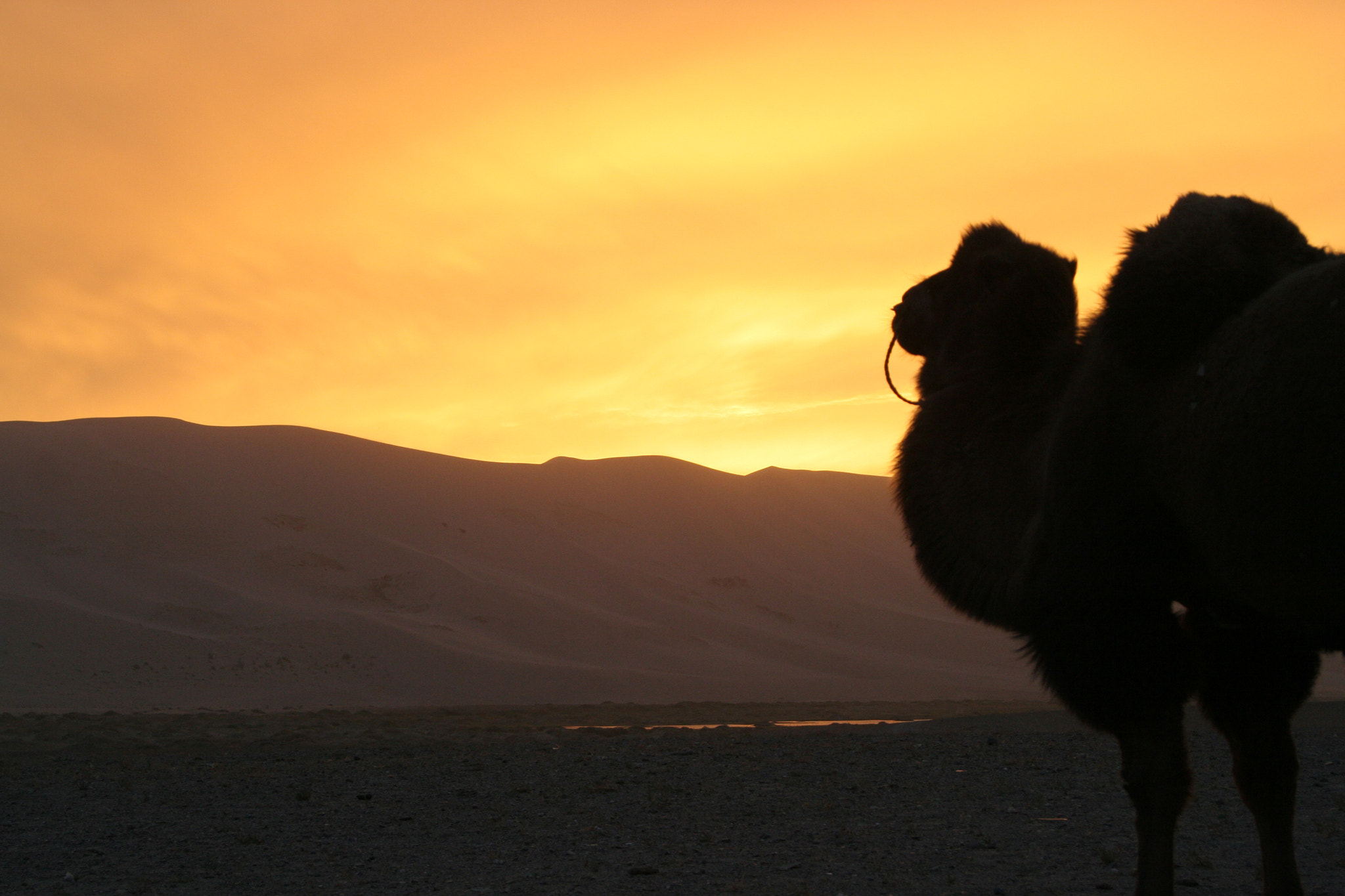 Canon EOS 350D (EOS Digital Rebel XT / EOS Kiss Digital N) sample photo. Sunset in gobi photography