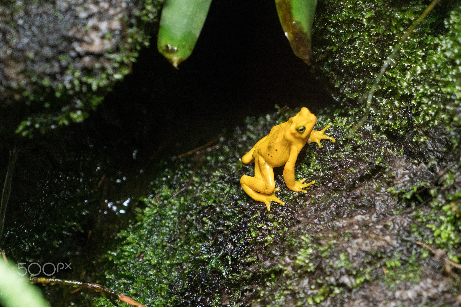 Sony a6300 + Sony Vario Tessar T* FE 24-70mm F4 ZA OSS sample photo. Yellow frog photography