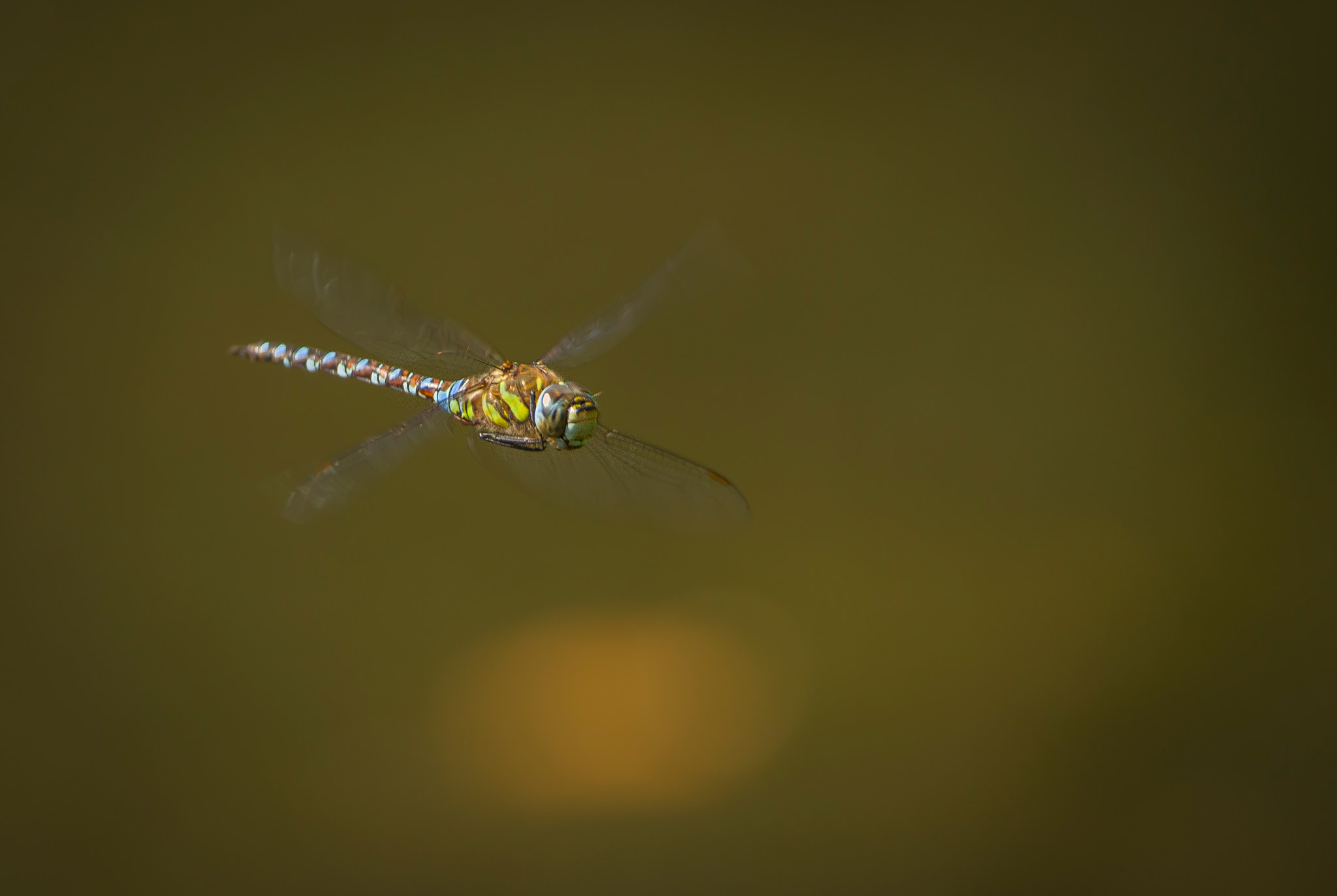 Sigma 150-600mm F5-6.3 DG OS HSM | C sample photo. Southern hawker dragonfly photography