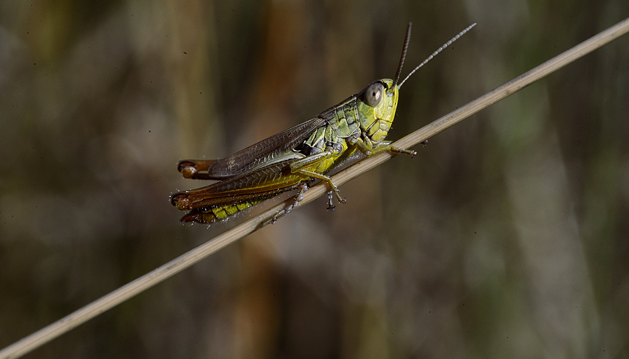 Manual Lens No CPU sample photo. Little cricket photography