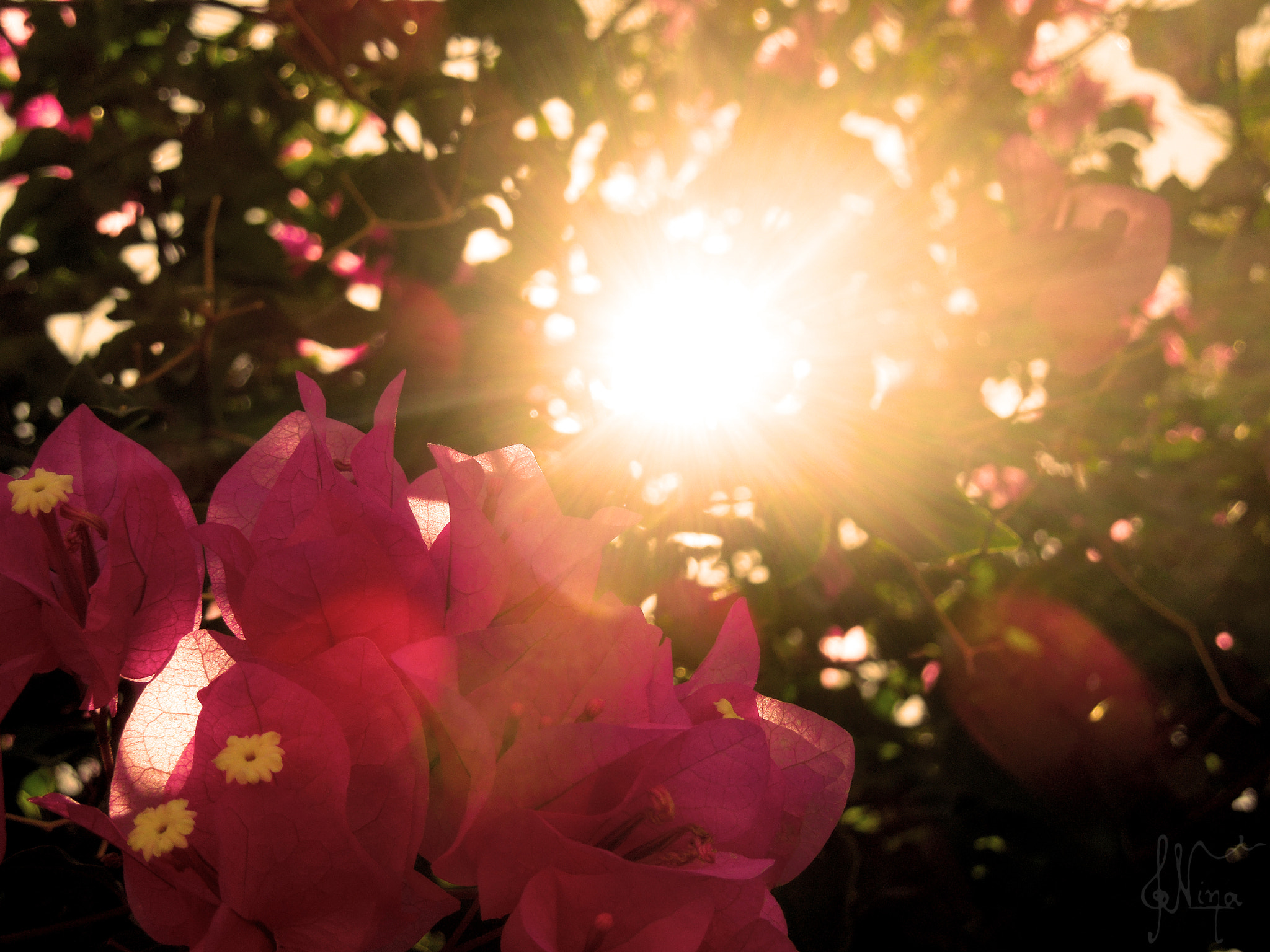 Nikon Coolpix S8200 sample photo. Summertime flowers photography