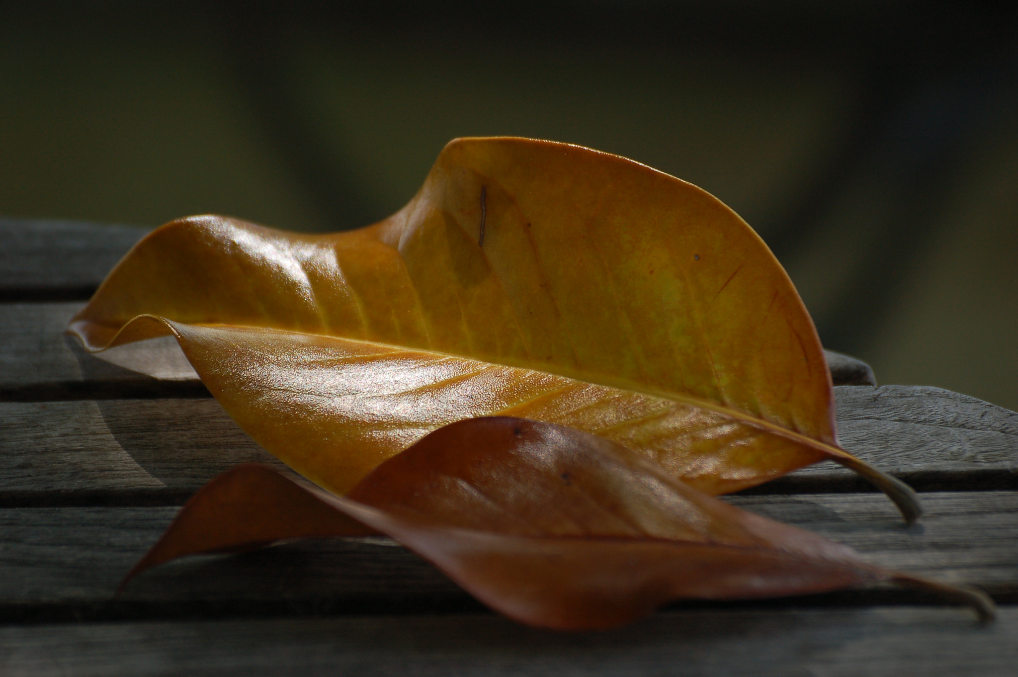 Nikon D50 sample photo. Single  leaf photography