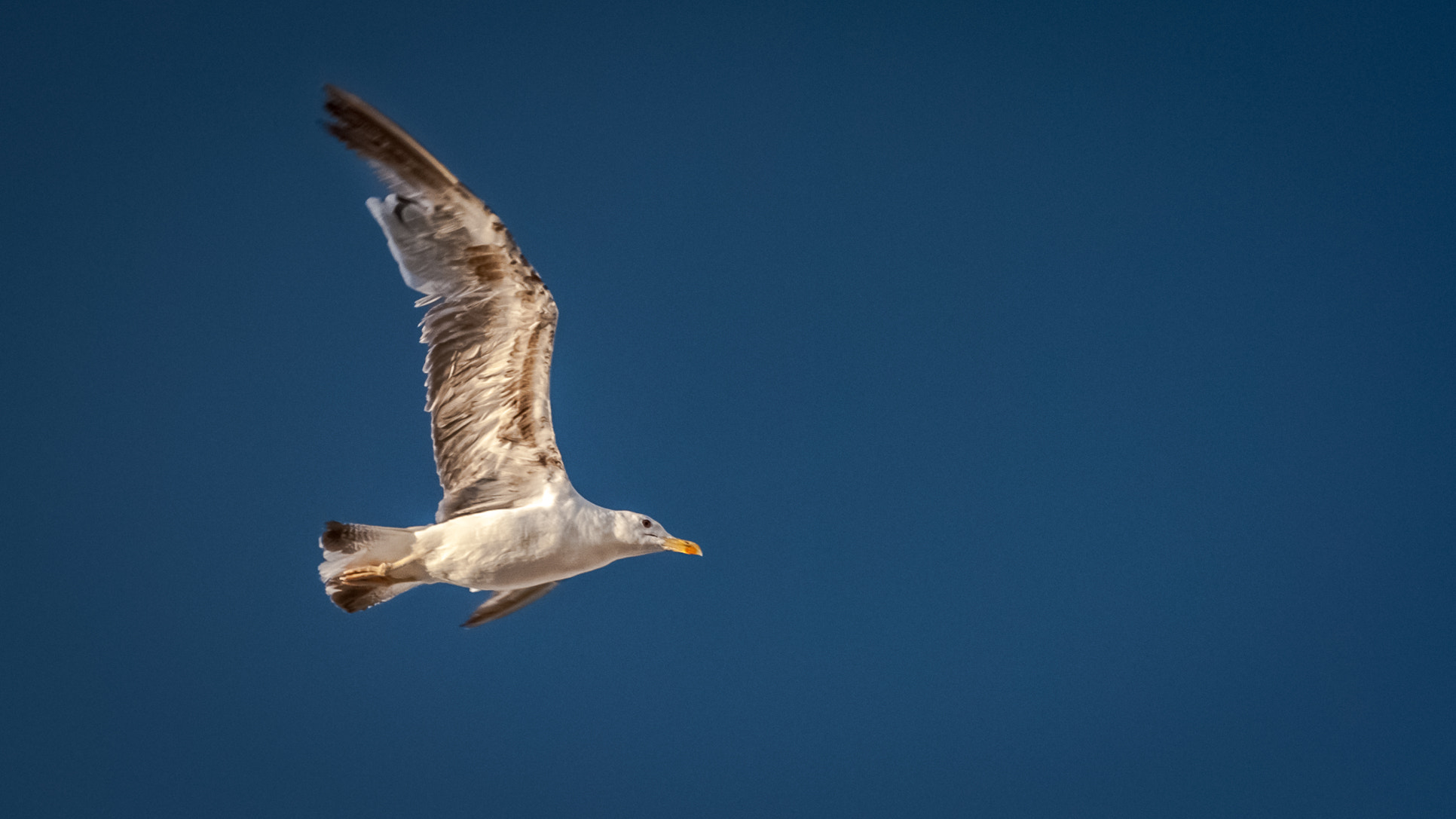Sigma 28-300mm F3.5-6.3 DG Macro sample photo. Gaviota al vuelo photography
