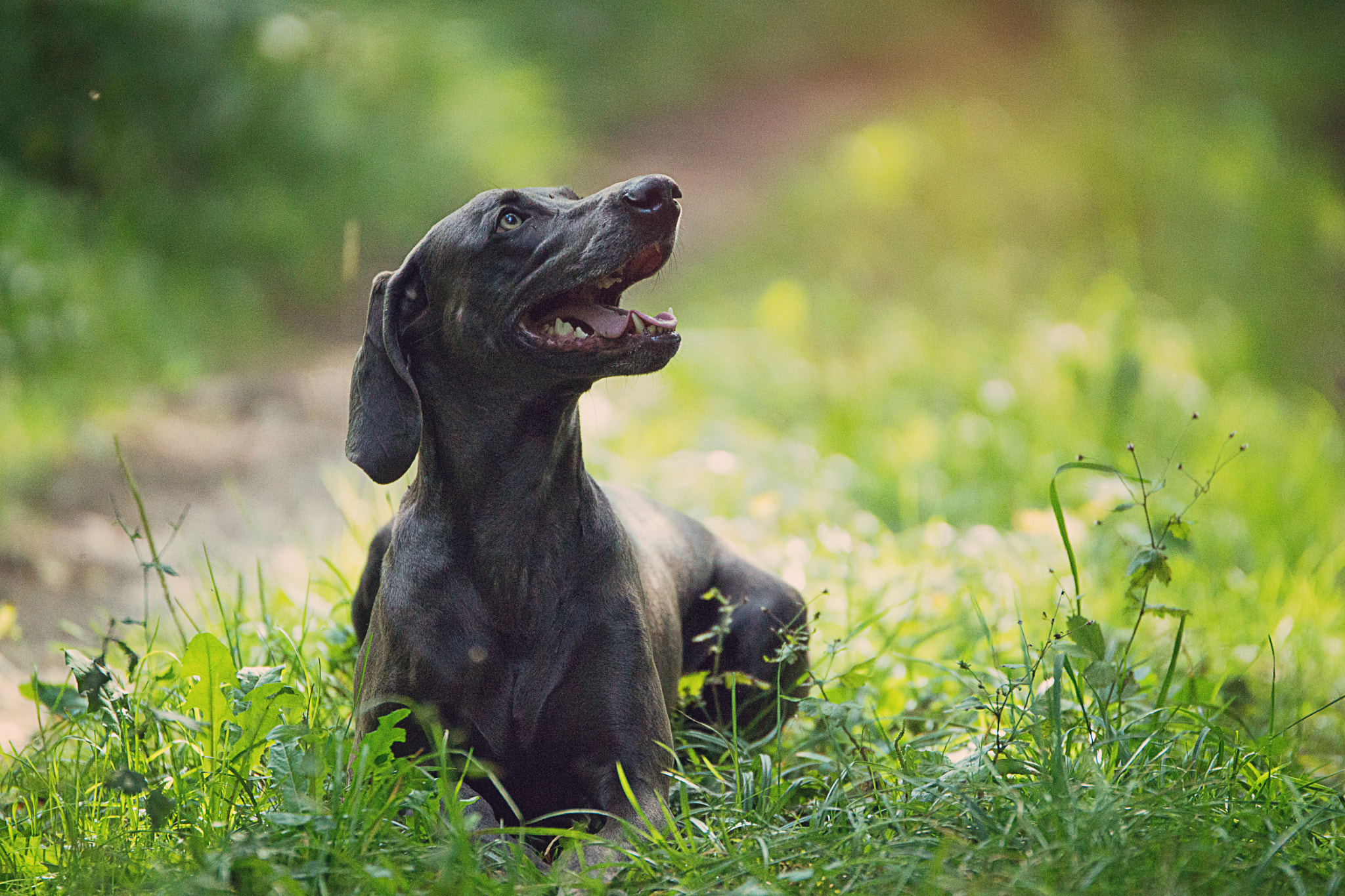 Sony SLT-A77 + Tamron SP 70-200mm F2.8 Di VC USD sample photo. Blue weimaraner dog photography