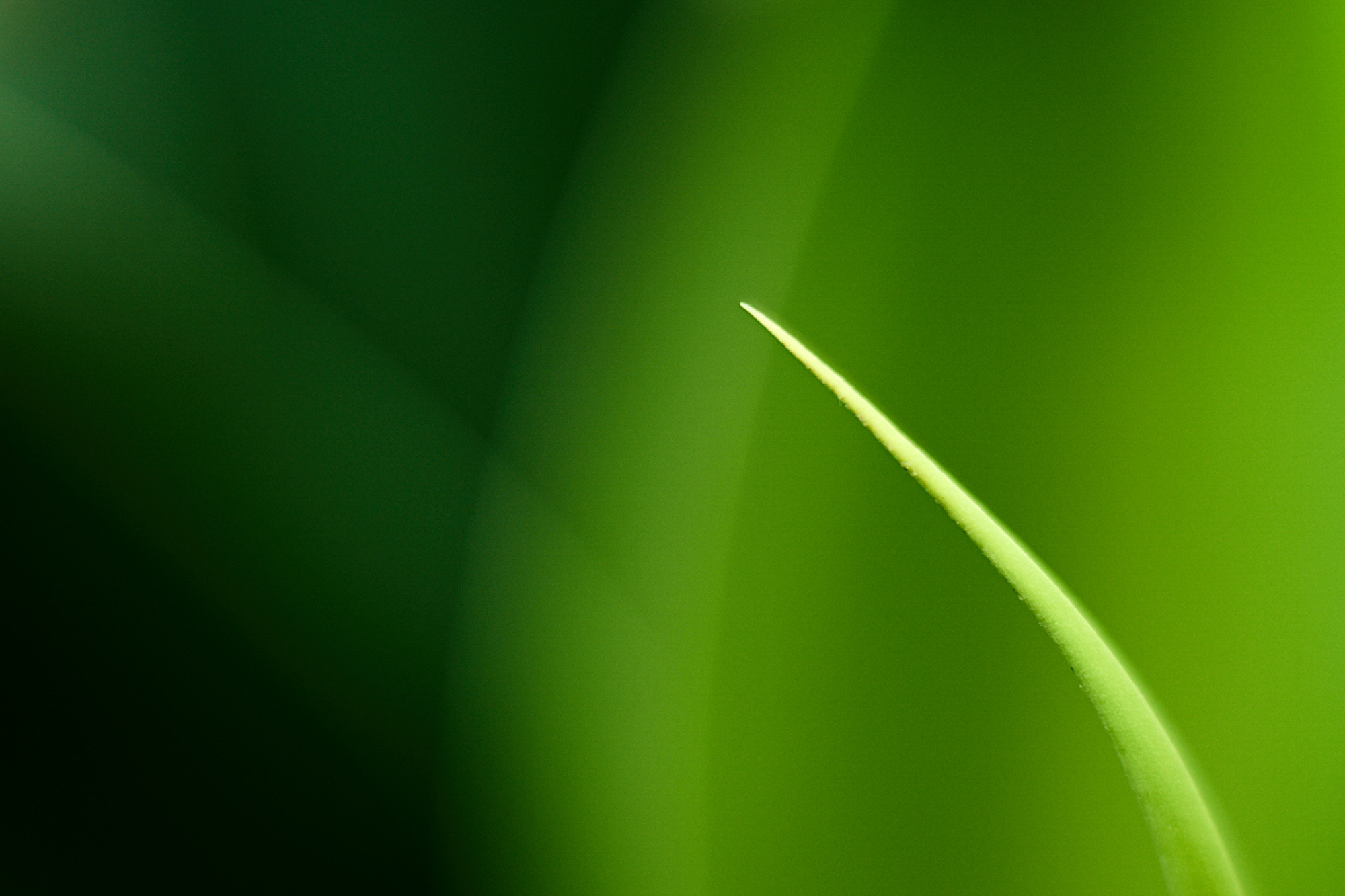 Sony ILCA-77M2 + Minolta AF 50mm F1.7 sample photo. Supergreen photography