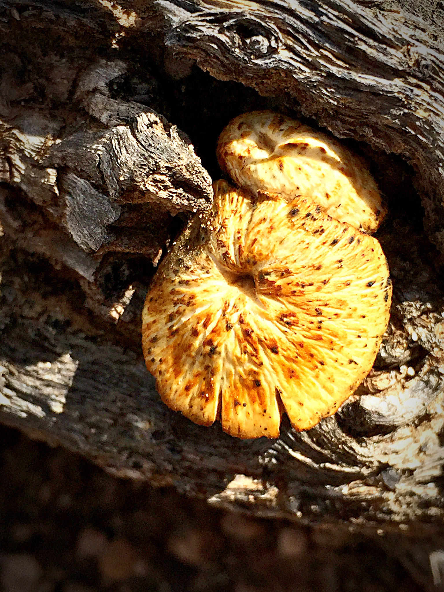 Apple iPhone7,2 sample photo. Mushroom haven photography