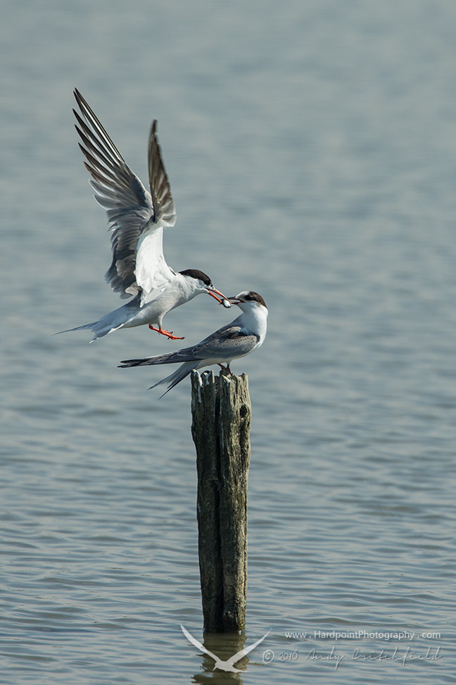 Canon EF 500mm F4L IS USM sample photo. Common tern photography