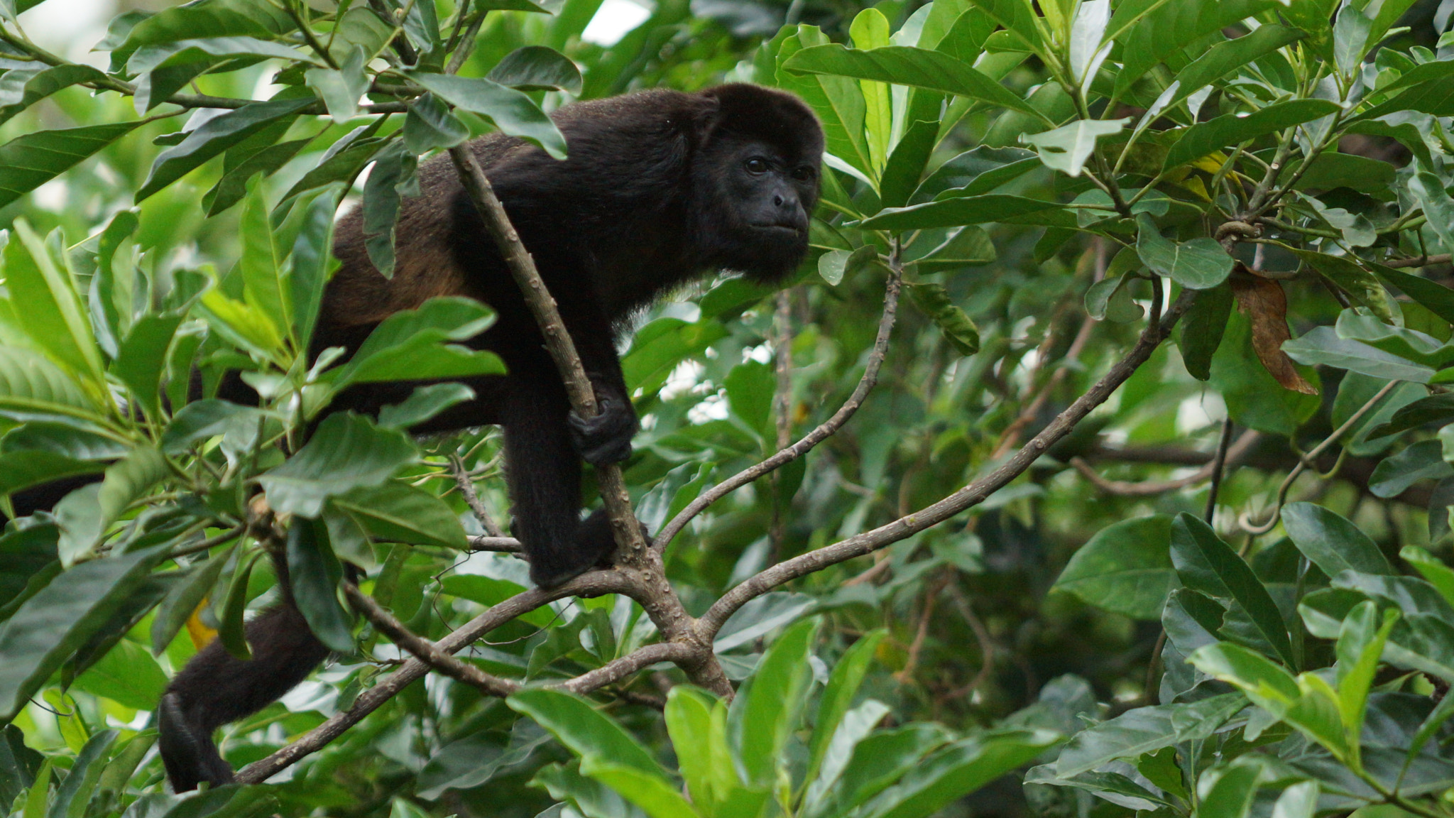 Sony SLT-A77 + Minolta/Sony AF 70-200mm F2.8 G sample photo. Hauler monkey in the woods of costa rica photography