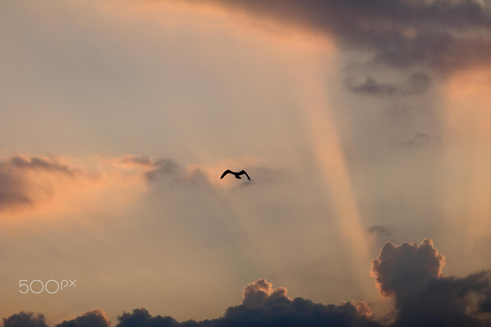Sigma 17-70mm F2.8-4 DC Macro OS HSM sample photo. The birth of an angel photography