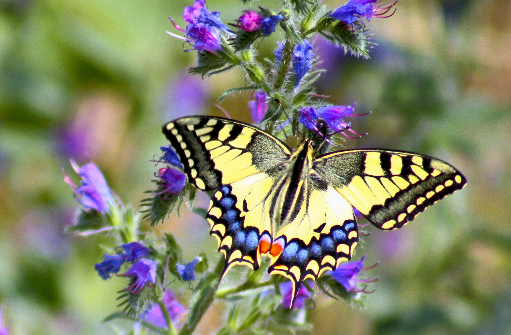 Canon EOS 450D (EOS Rebel XSi / EOS Kiss X2) + EF75-300mm f/4-5.6 sample photo. The  old world swallowtail photography