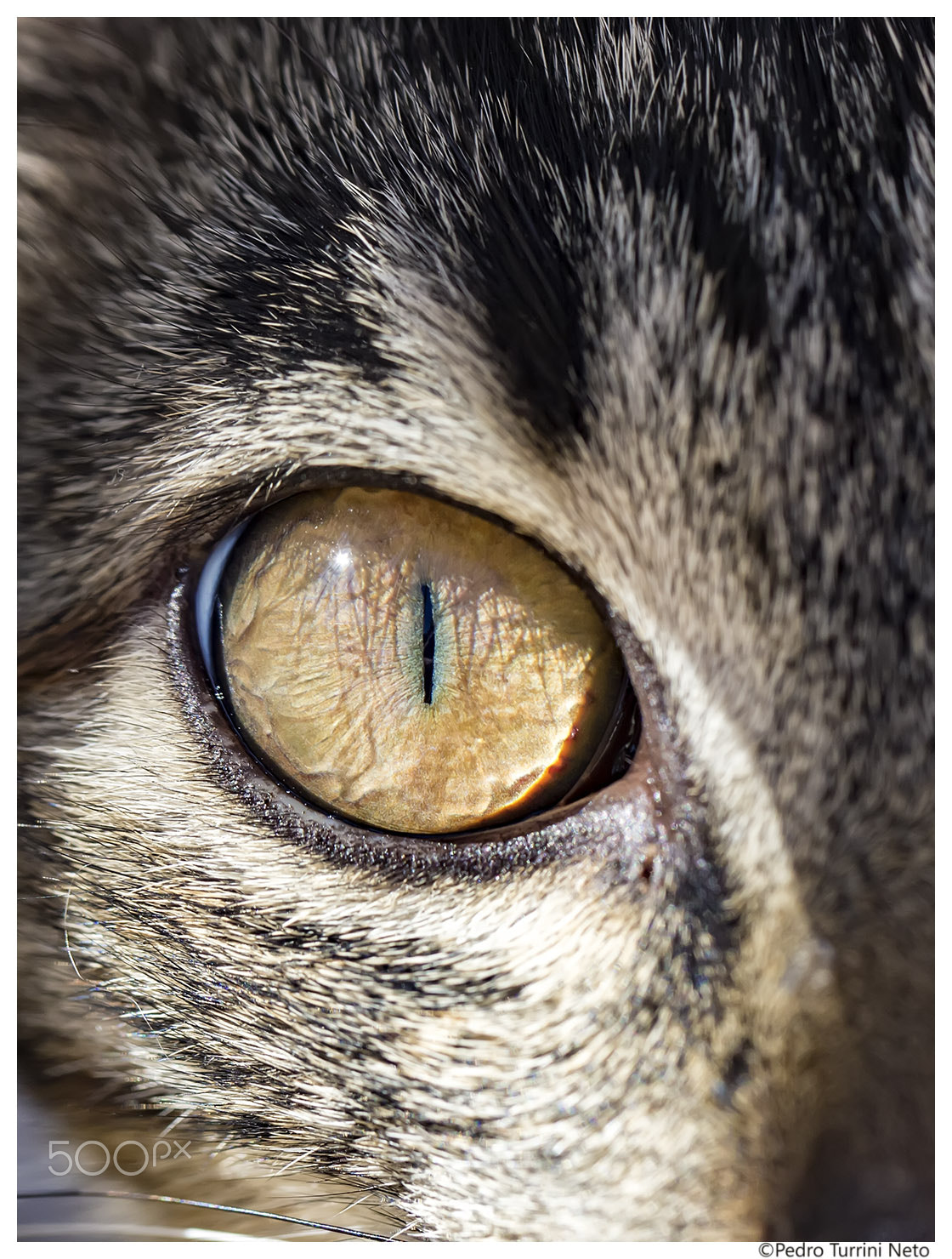 Canon EF 100mm F2.8L Macro IS USM sample photo. Cat eye closeup photography
