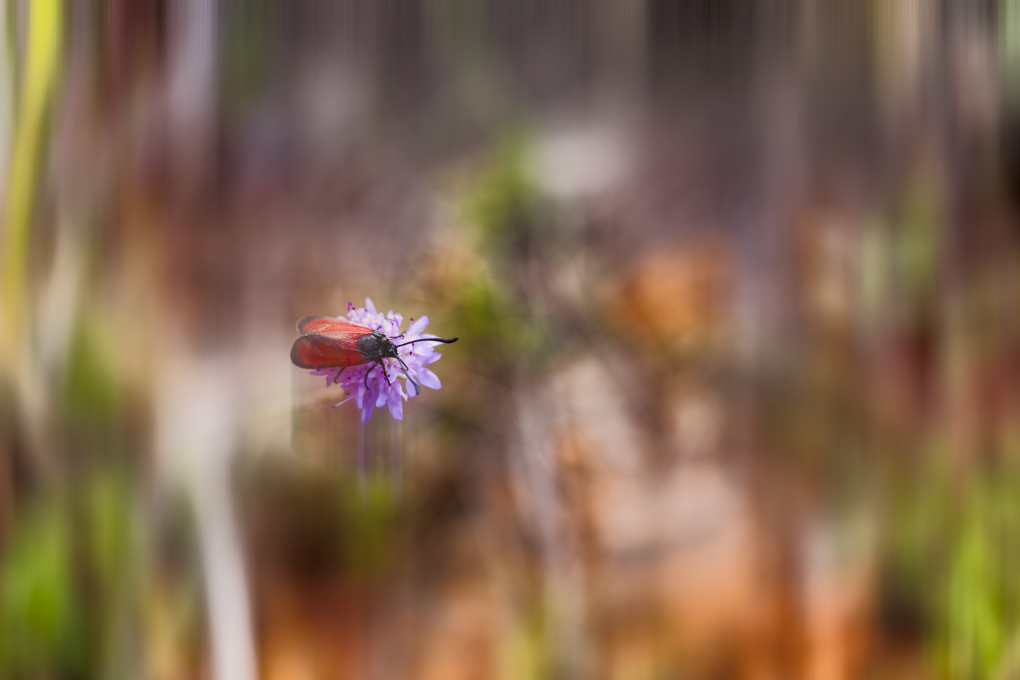 Sigma APO Macro 150mm f/2.8 EX DG HSM sample photo. Stop colors photography