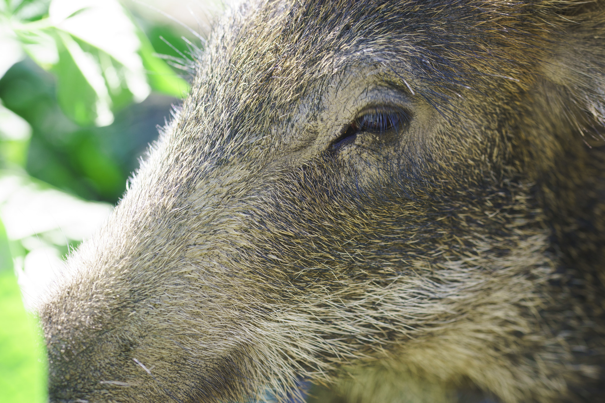 Sony a99 II + 105mm F2.8 sample photo. Wild pig photography