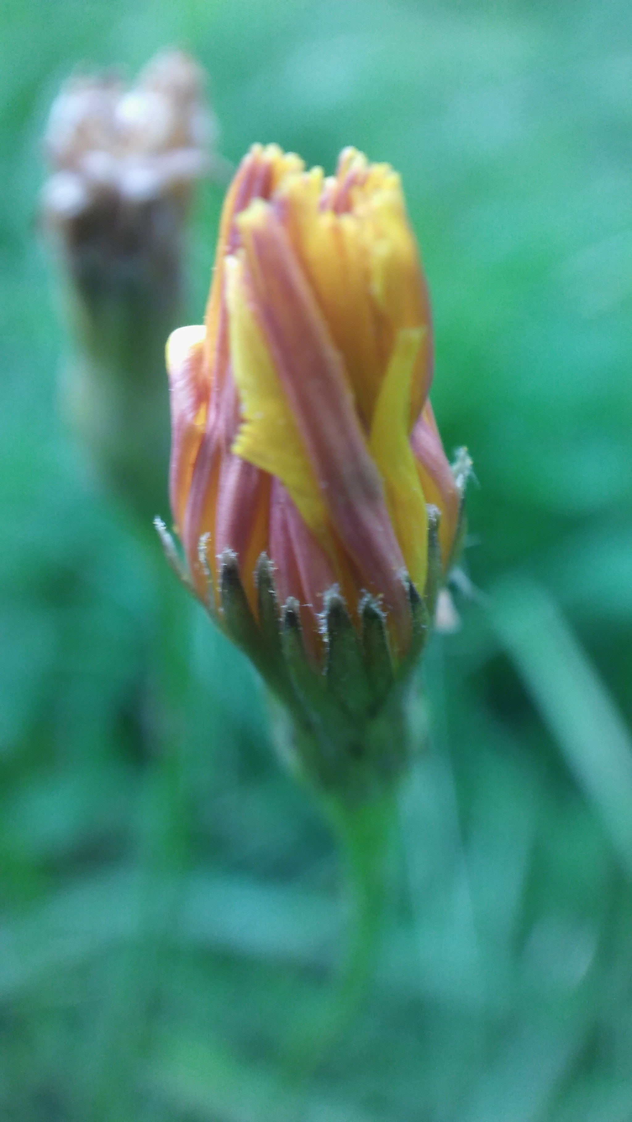 LG SPIRIT 4G LTE sample photo. Flower photography