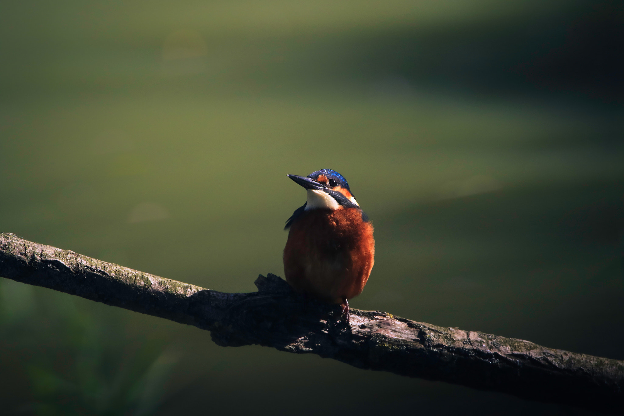 Canon EF 100-400mm F4.5-5.6L IS USM sample photo. Kingfisher photography