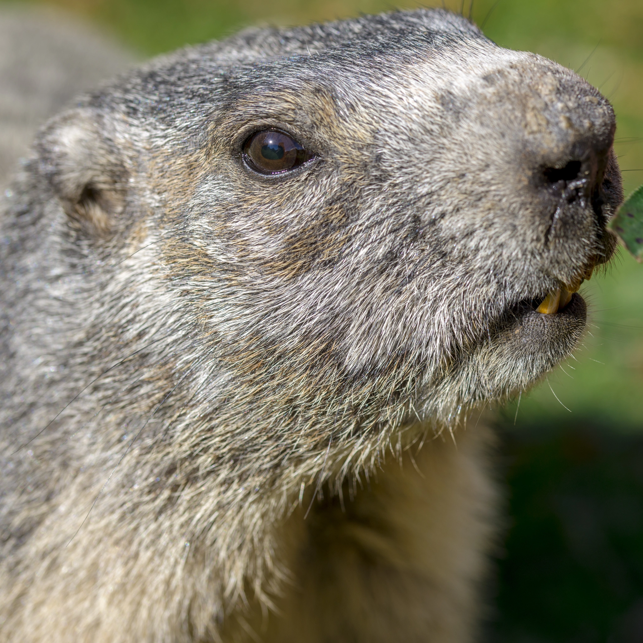 Sony a99 II + 105mm F2.8 sample photo. Macro marmot photography