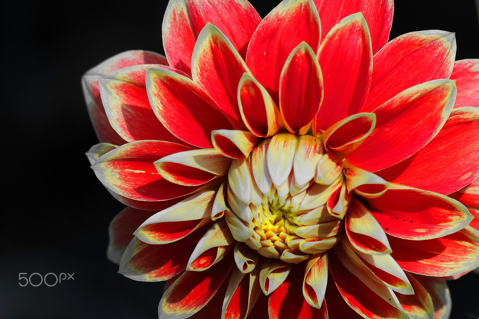 Canon EF 100mm F2.8L Macro IS USM sample photo. Dahlia photography