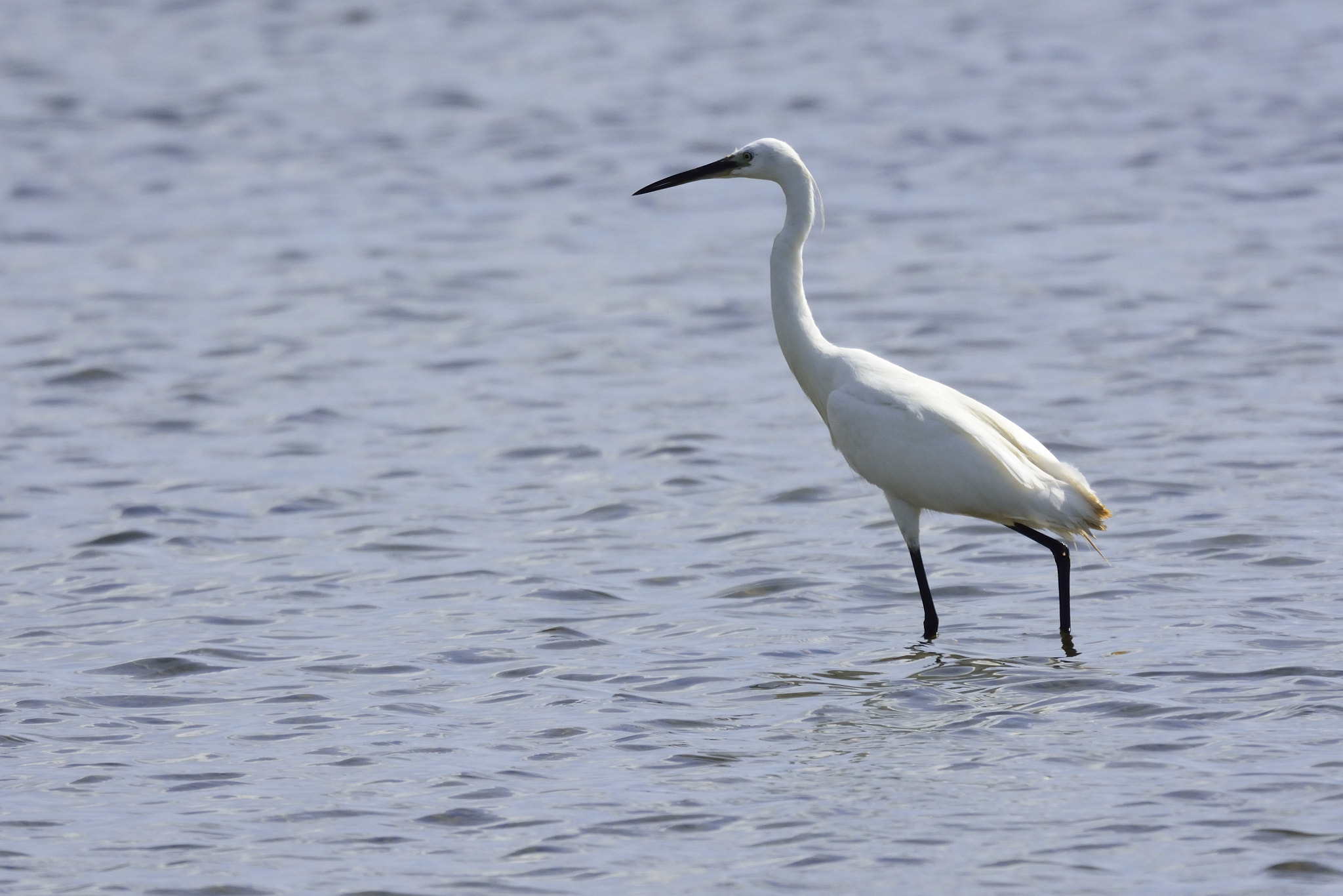 Sigma 150-600mm F5-6.3 DG OS HSM | S sample photo. Dsc photography
