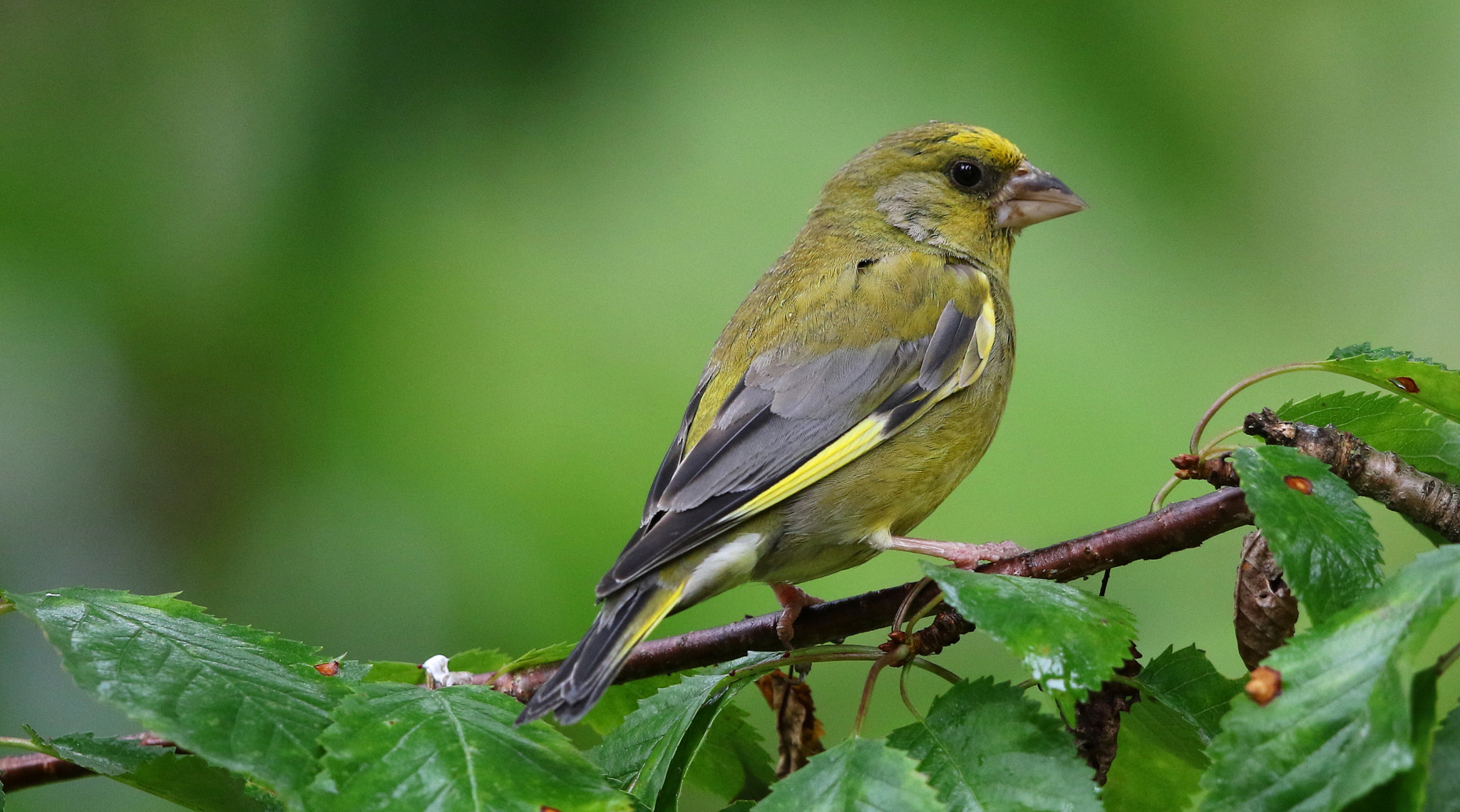 Canon EF 500mm F4L IS II USM sample photo. Greenfinch photography
