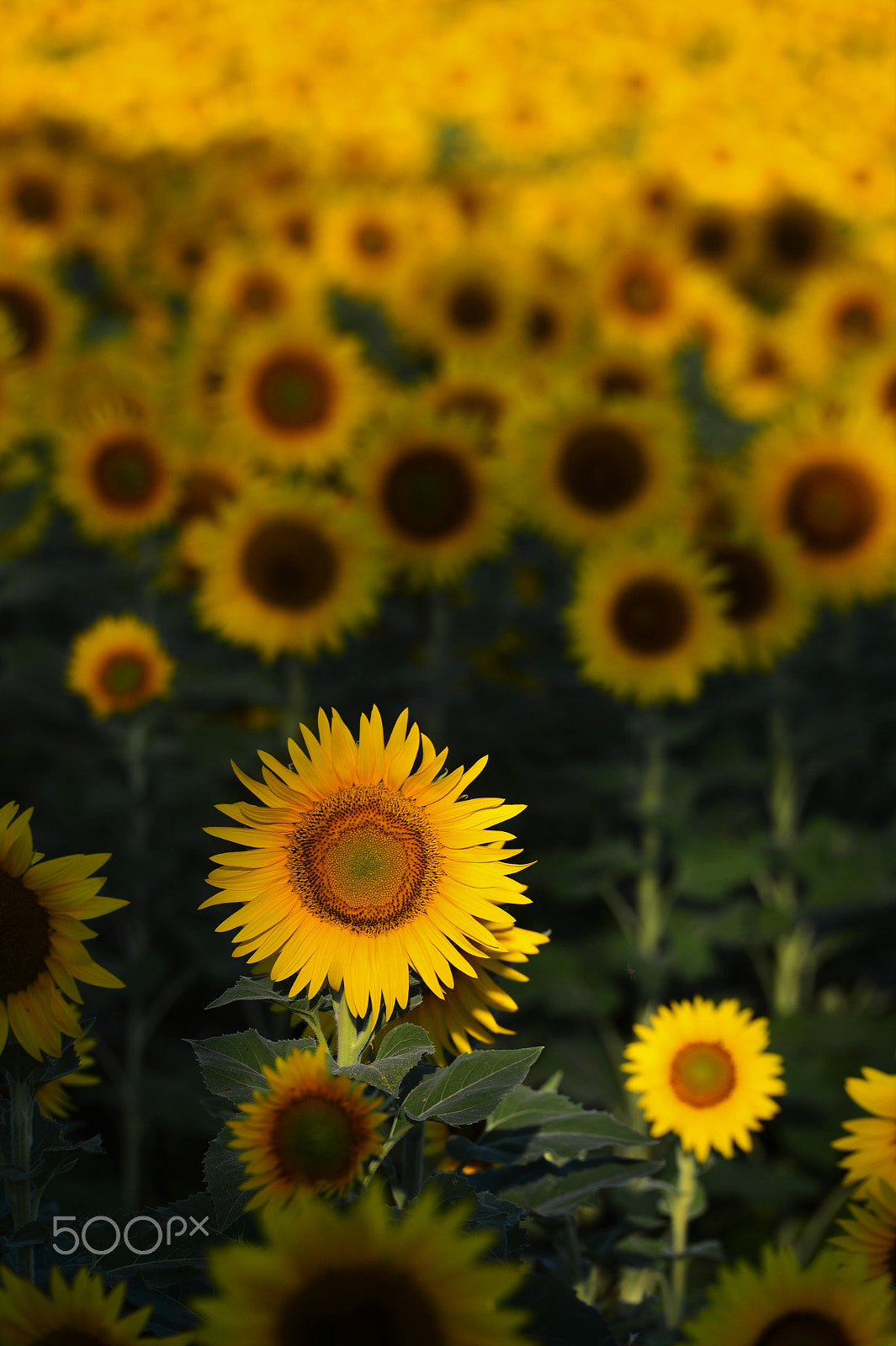 Nikon Df sample photo. Sunny side up 2 photography