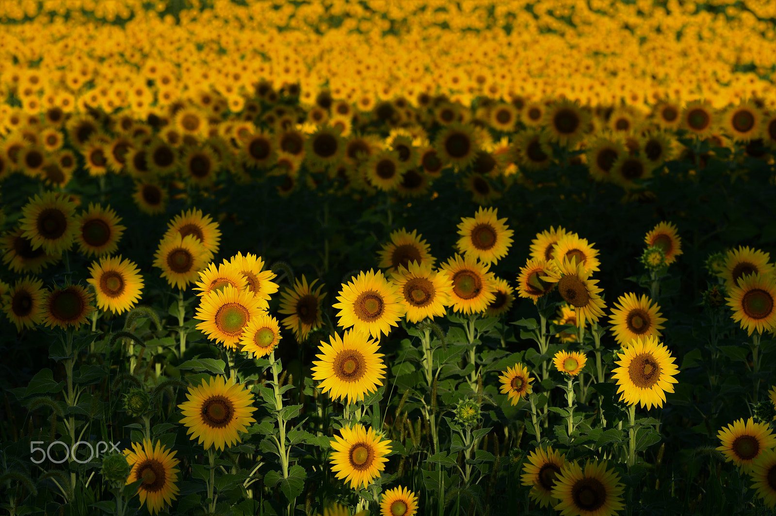 Nikon Df sample photo. Sunny side up 3 photography