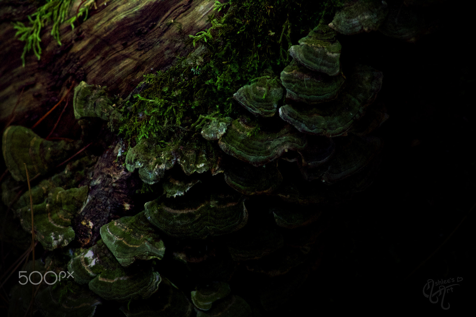 Canon EF 55-200mm f/4.5-5.6 sample photo. Earthy photography
