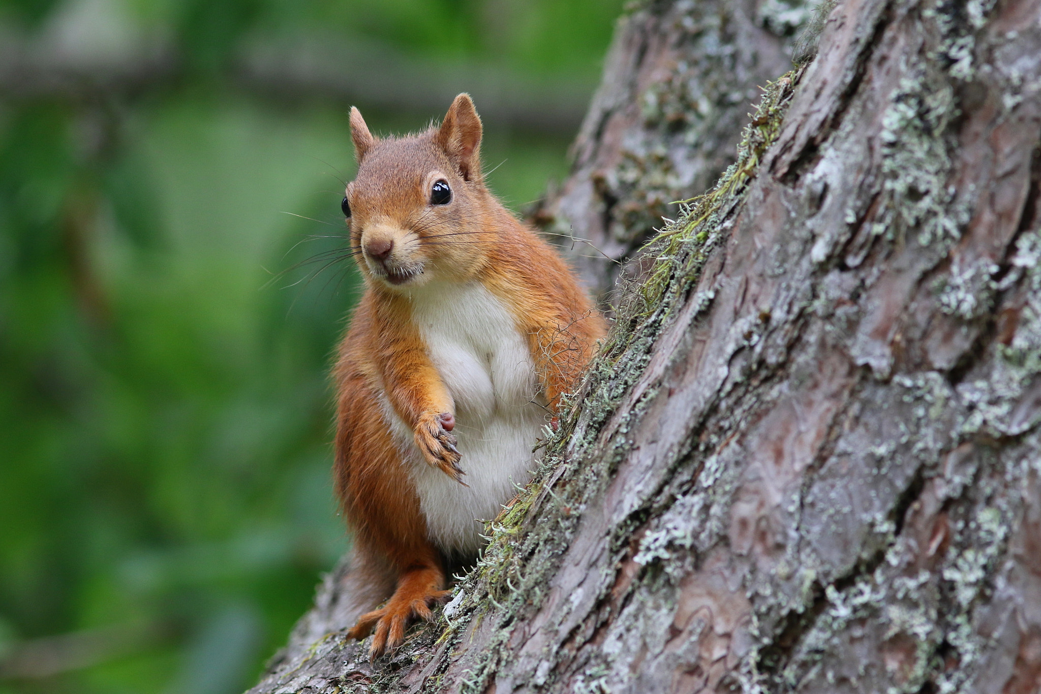 Canon EF 300mm F4L IS USM sample photo. Red squirrel photography