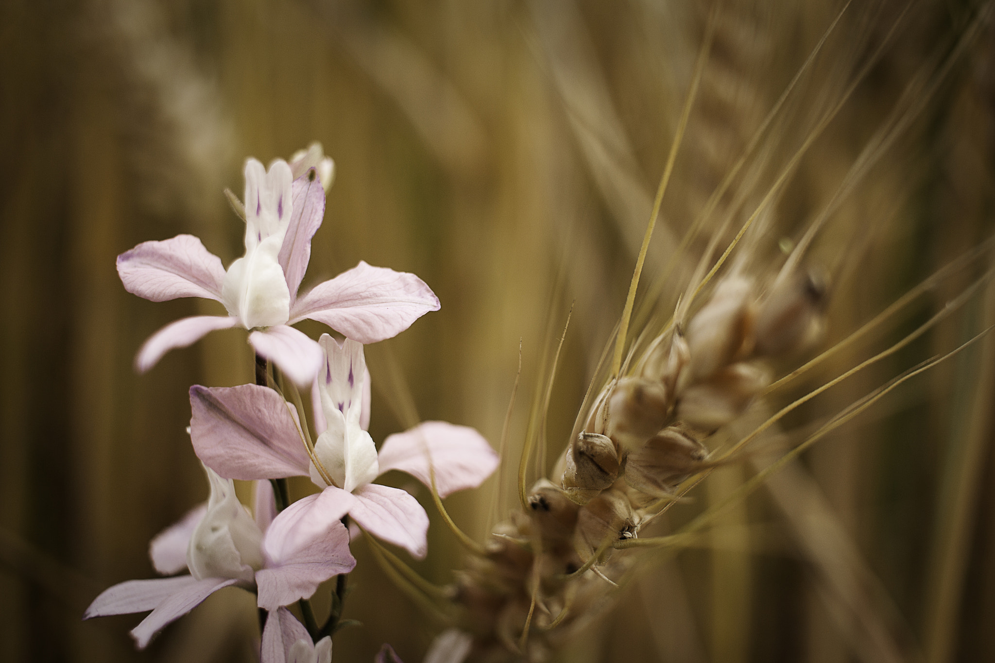 Canon EF-S 24mm F2.8 STM sample photo. L'utile e il dilettevole photography