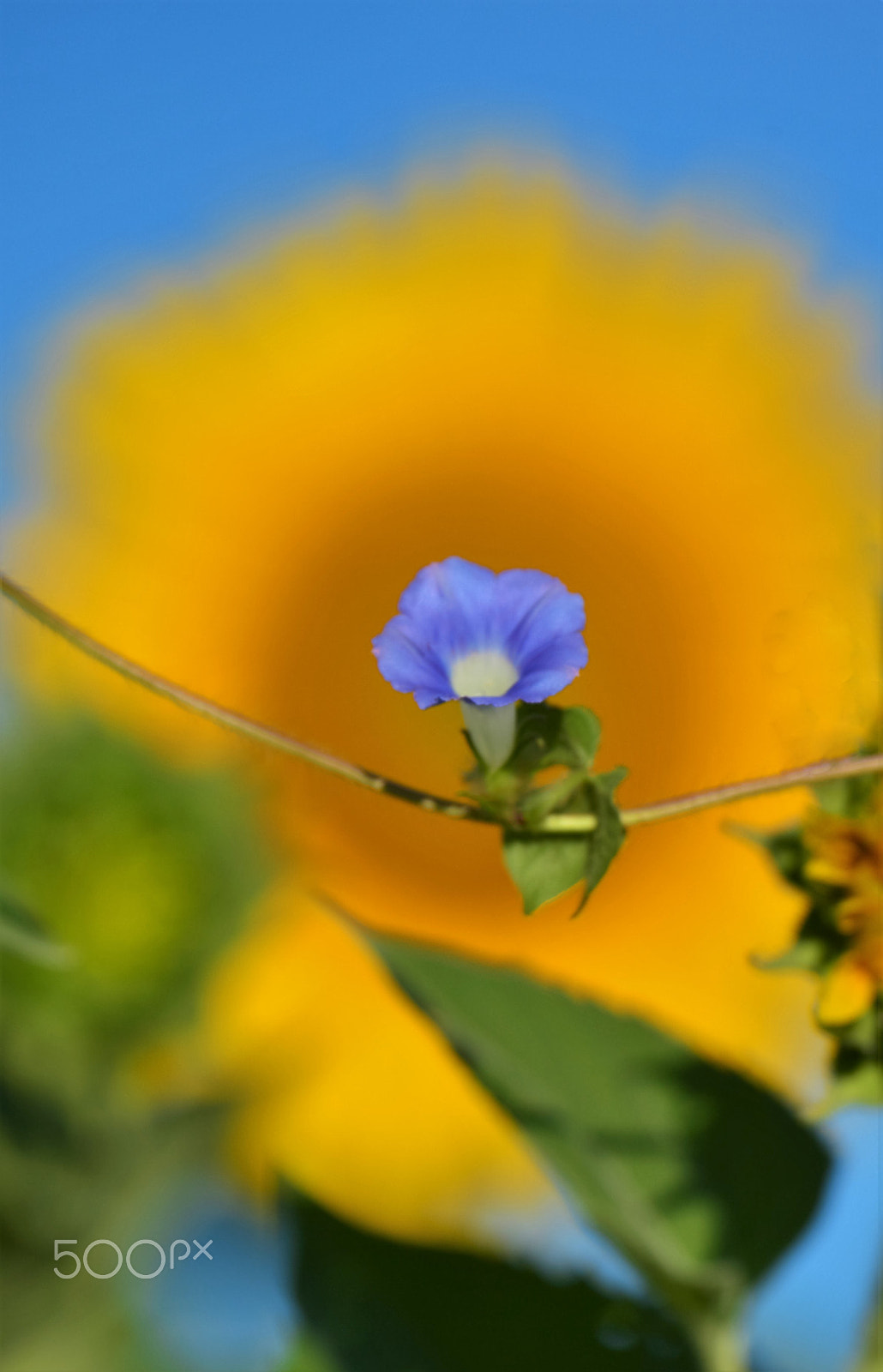 Nikon Df sample photo. Burnside farm photography