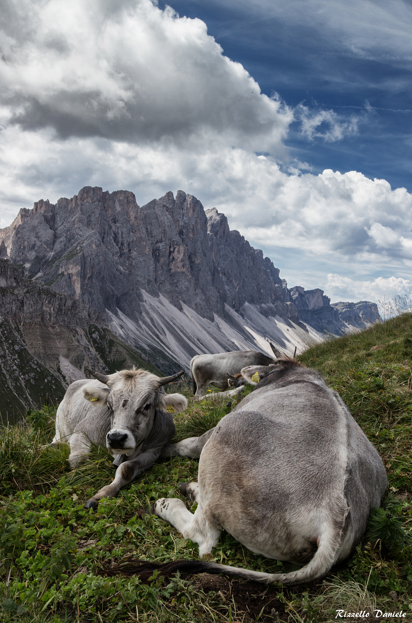 Canon EF-M 11-22mm F4-5.6 IS STM sample photo. Cows photography