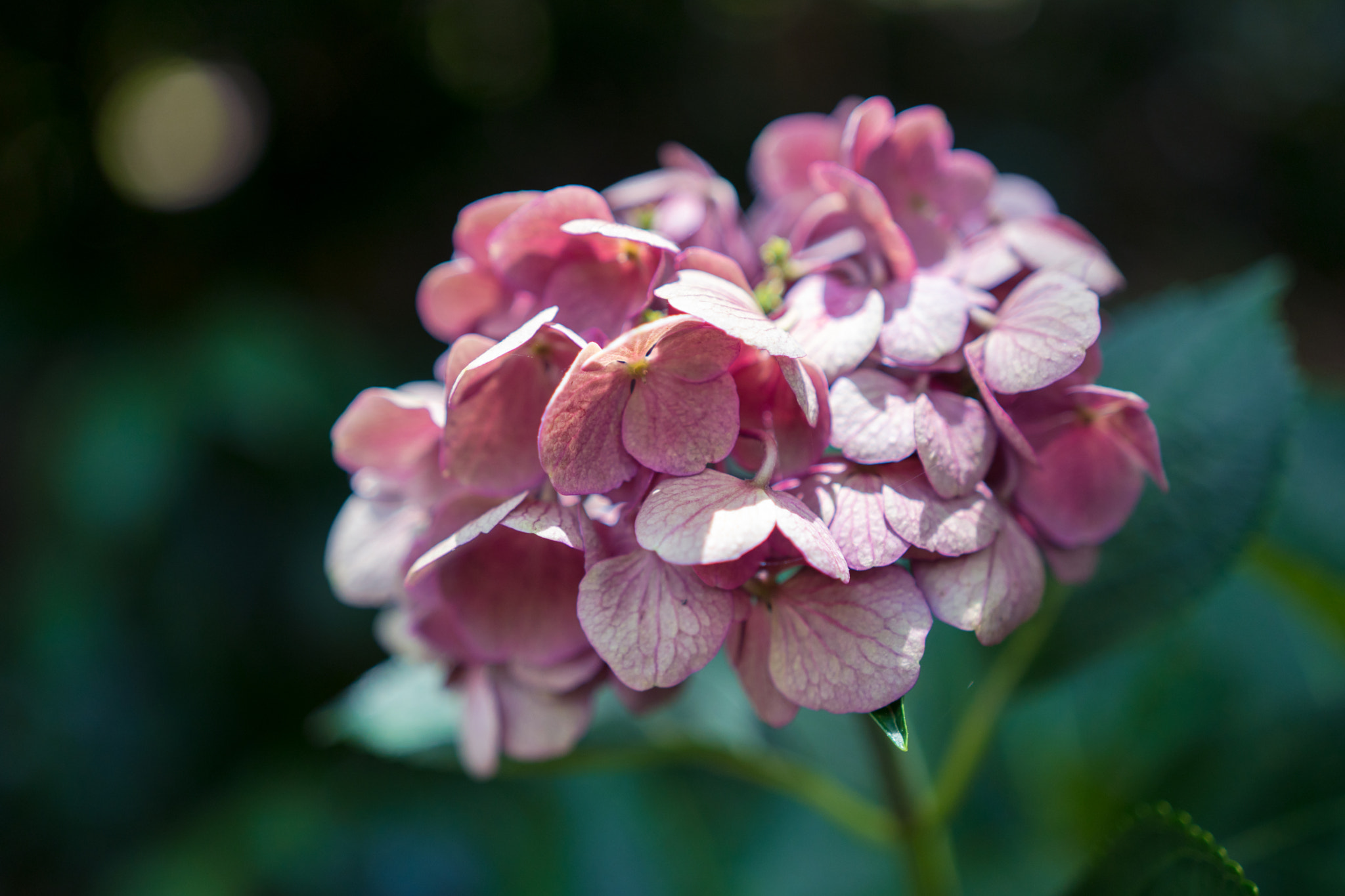 Sony a6300 + 18-35mm F1.8 DC HSM | Art 013 sample photo. Summer blooms photography