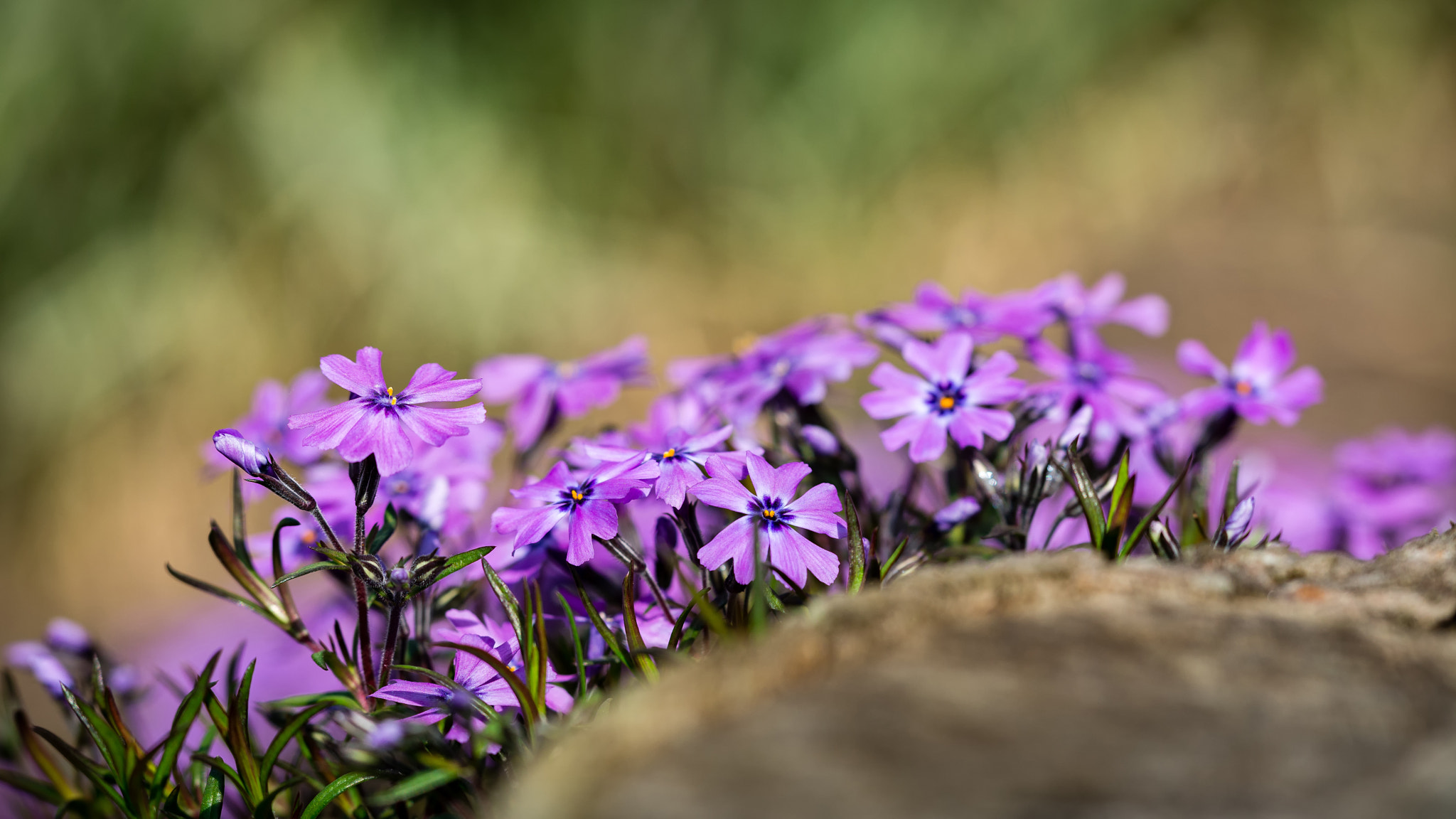 Sigma 50-150mm F2.8 EX APO DC OS HSM sample photo. Phlox photography