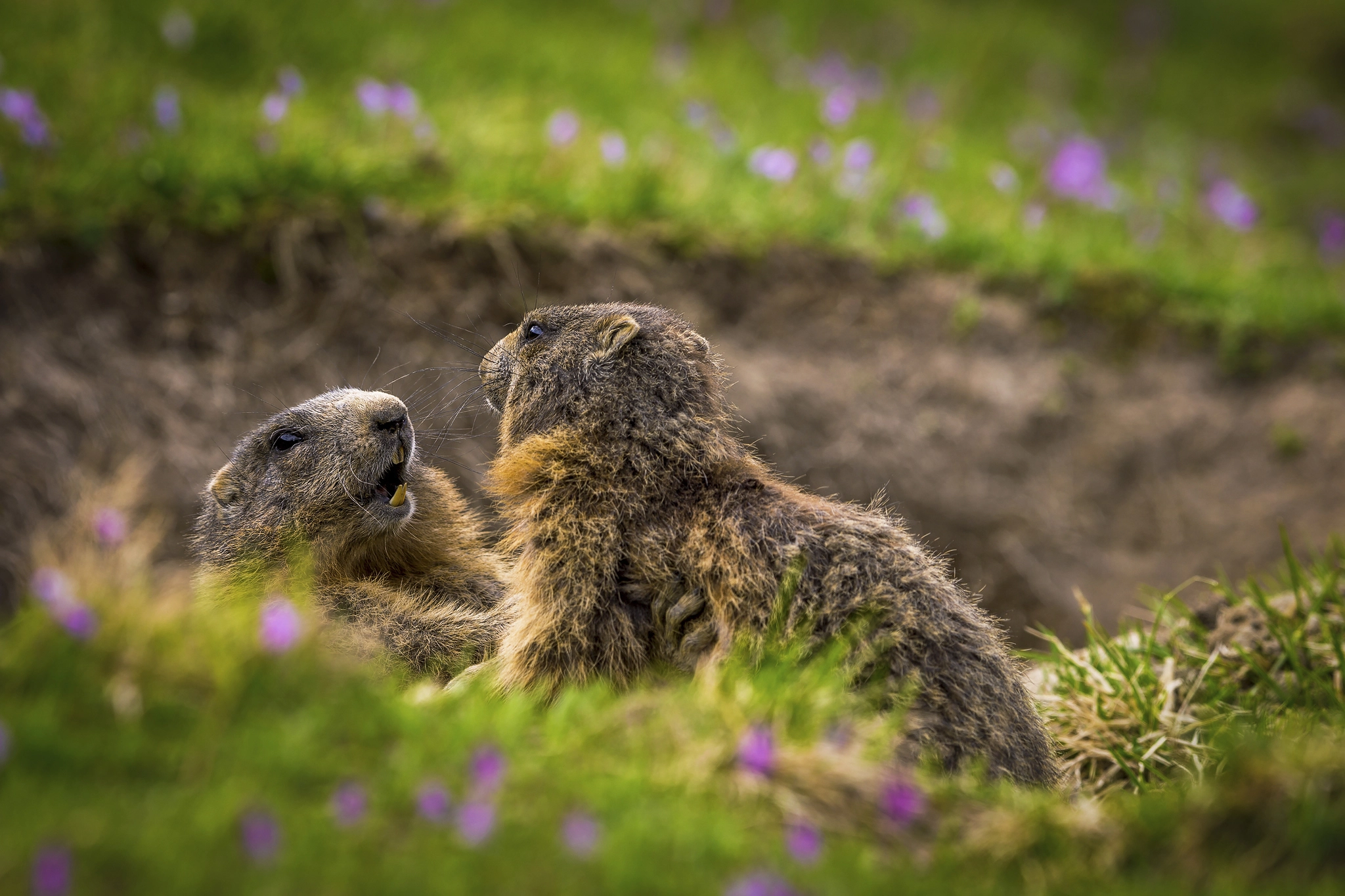 Canon EOS-1D X + Canon EF 400mm F2.8L IS II USM sample photo. Wrangle photography